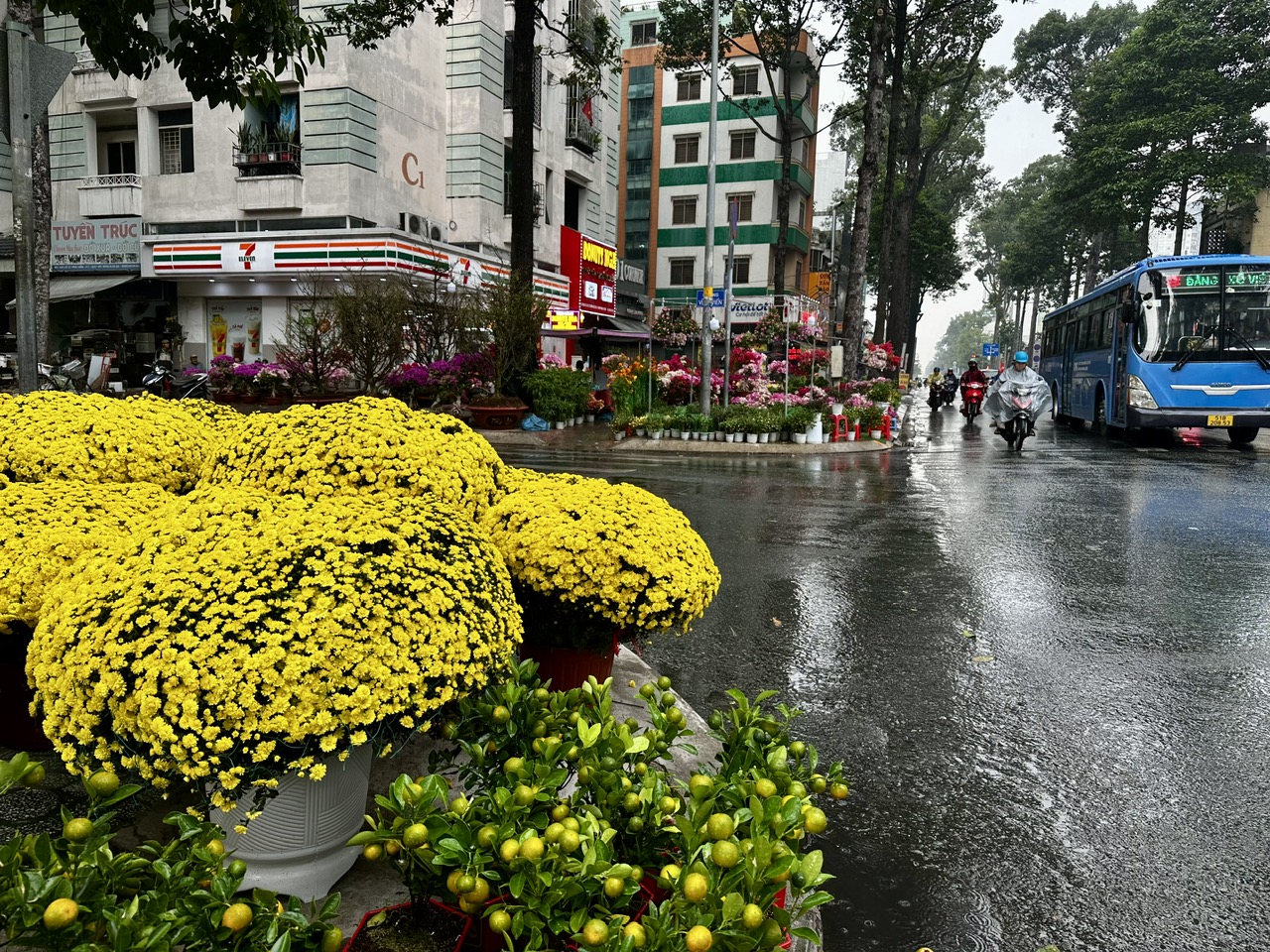 TP.HCM lại xuất hiện mưa trái mùa, nhà vườn bán hoa tết lo mất xuân  - Ảnh 3.