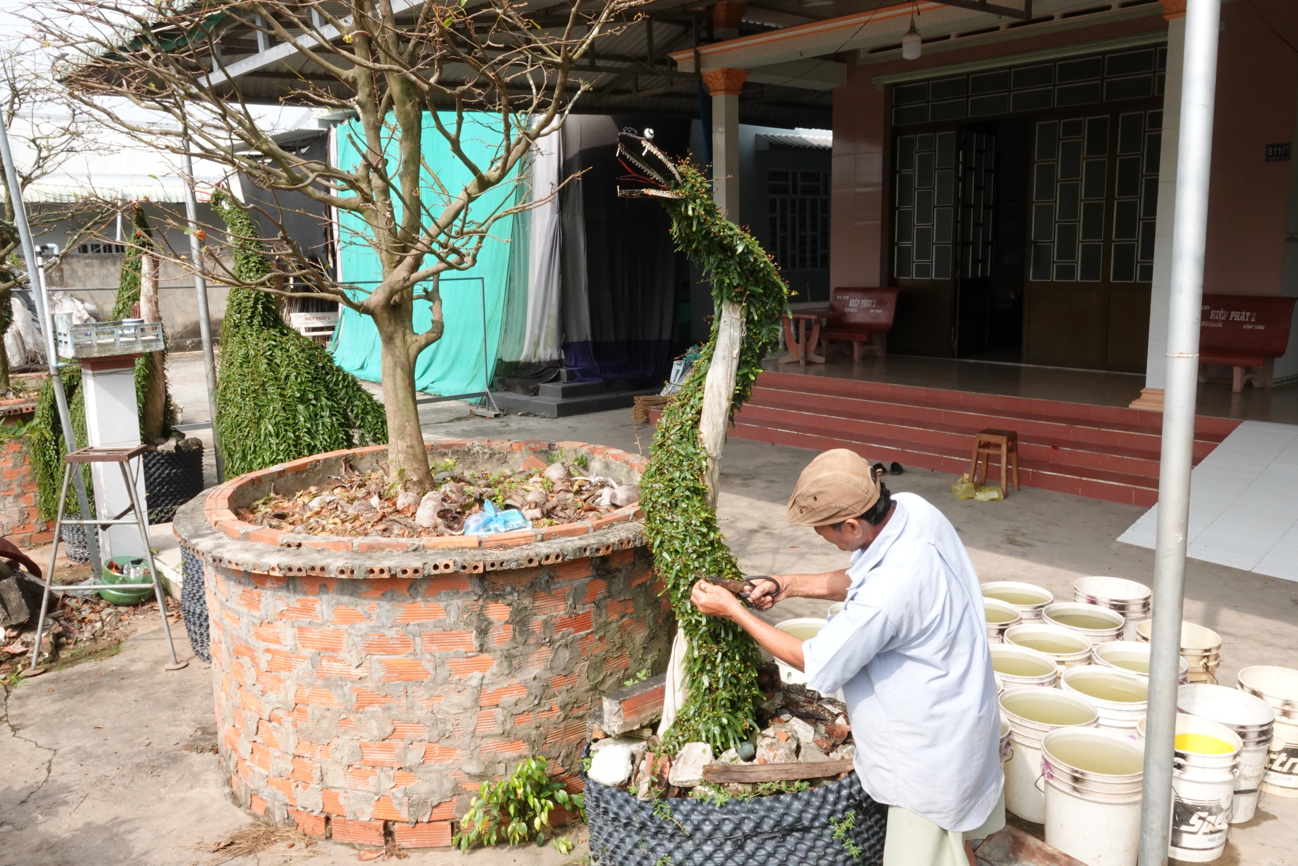 L&atilde;o n&ocirc;ng miền T&acirc;y uốn c&acirc;y thuốc nam th&agrave;nh kiểng th&uacute;, l&agrave;m đẹp s&acirc;n nh&agrave; ng&agrave;y tết - Ảnh 4.