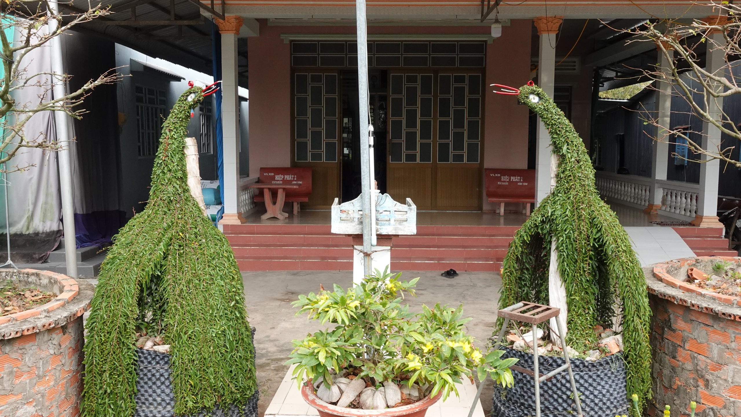 L&atilde;o n&ocirc;ng miền T&acirc;y uốn c&acirc;y thuốc nam th&agrave;nh kiểng th&uacute;, l&agrave;m đẹp s&acirc;n nh&agrave; ng&agrave;y tết - Ảnh 7.