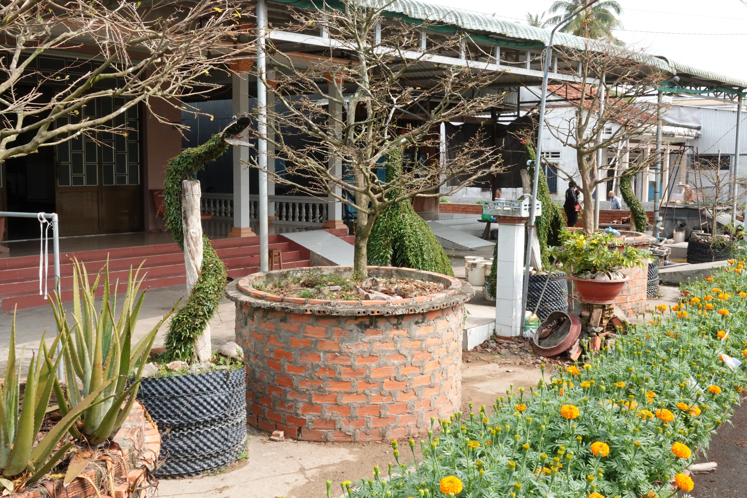 L&atilde;o n&ocirc;ng miền T&acirc;y uốn c&acirc;y thuốc nam th&agrave;nh kiểng th&uacute;, l&agrave;m đẹp s&acirc;n nh&agrave; ng&agrave;y tết - Ảnh 8.