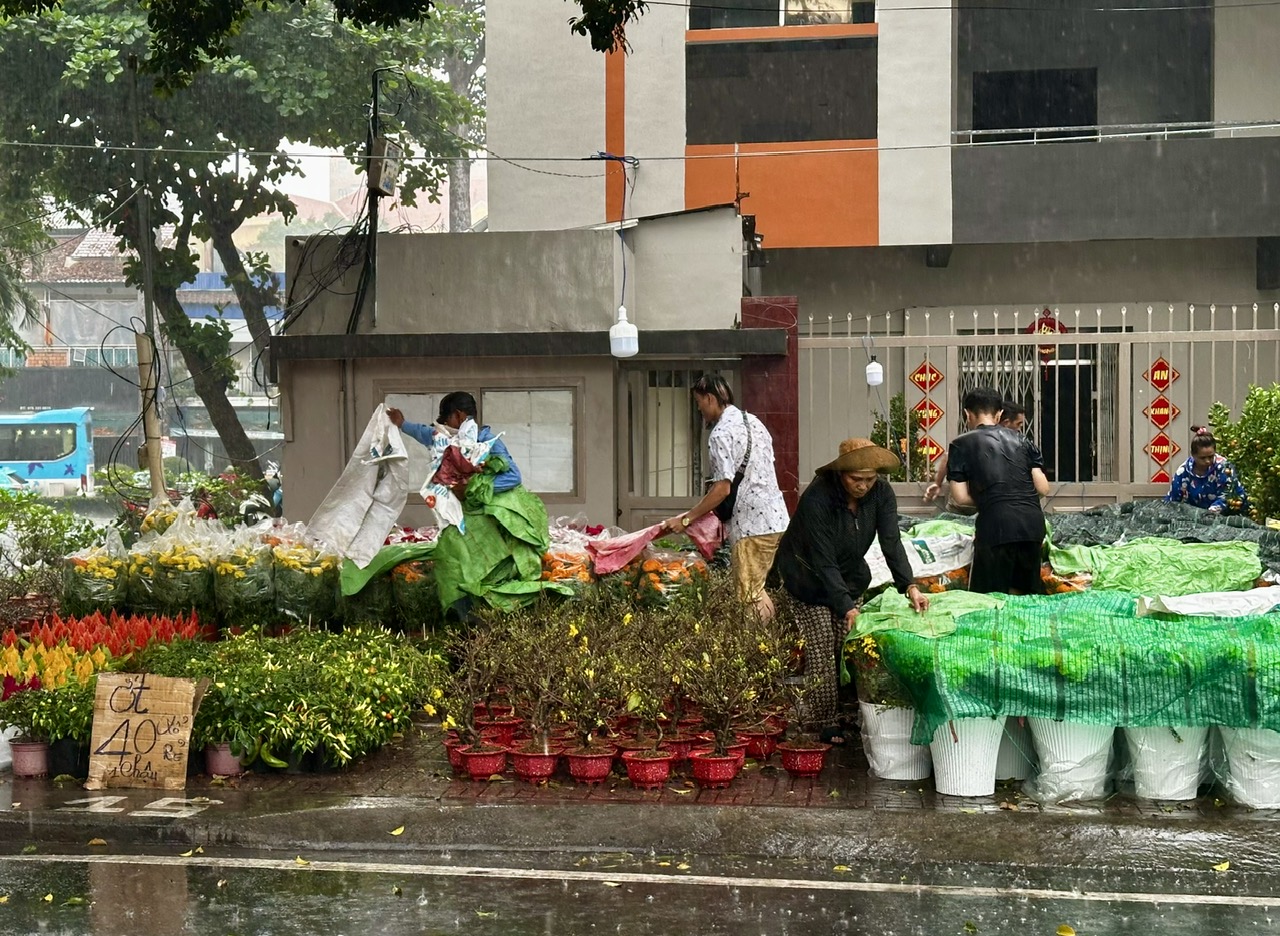 TP.HCM lại xuất hiện mưa trái mùa, nhà vườn bán hoa tết lo mất xuân  - Ảnh 1.