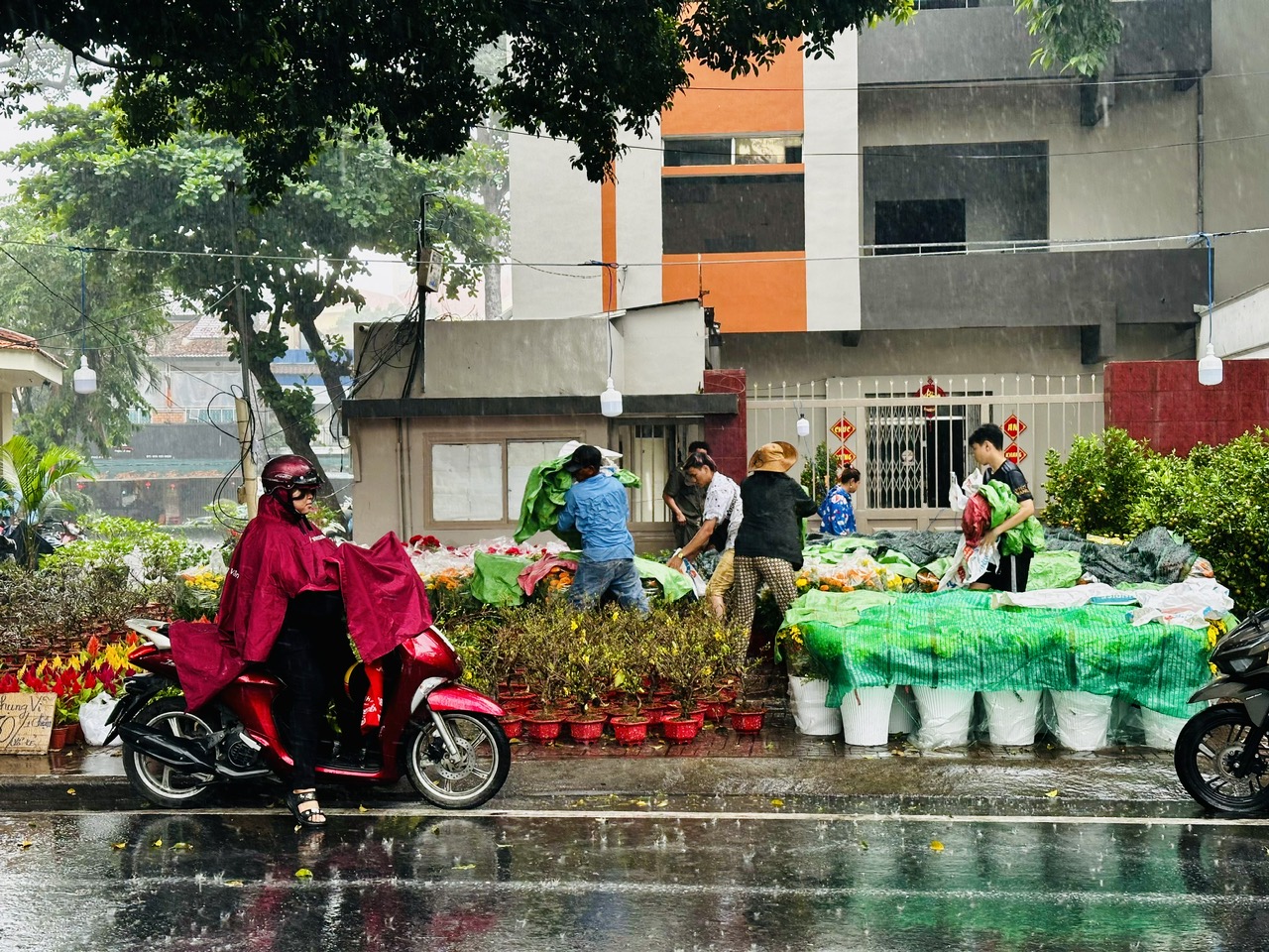 TP.HCM lại xuất hiện mưa trái mùa, nhà vườn bán hoa tết lo mất xuân  - Ảnh 2.