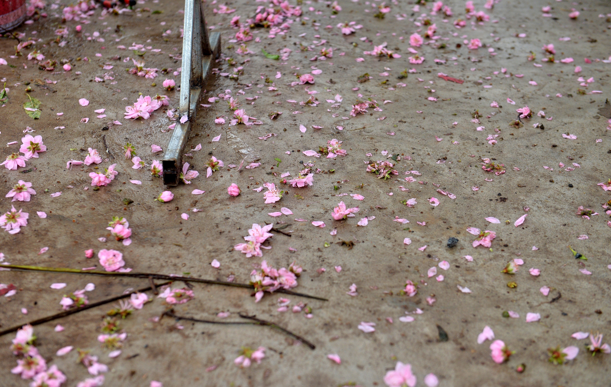 Cận cảnh 'cụ đ&agrave;o' 100 tuổi gi&aacute; hơn 100 triệu, chủ vườn 'n&oacute;i kh&ocirc;ng' với mặc cả- Ảnh 2.