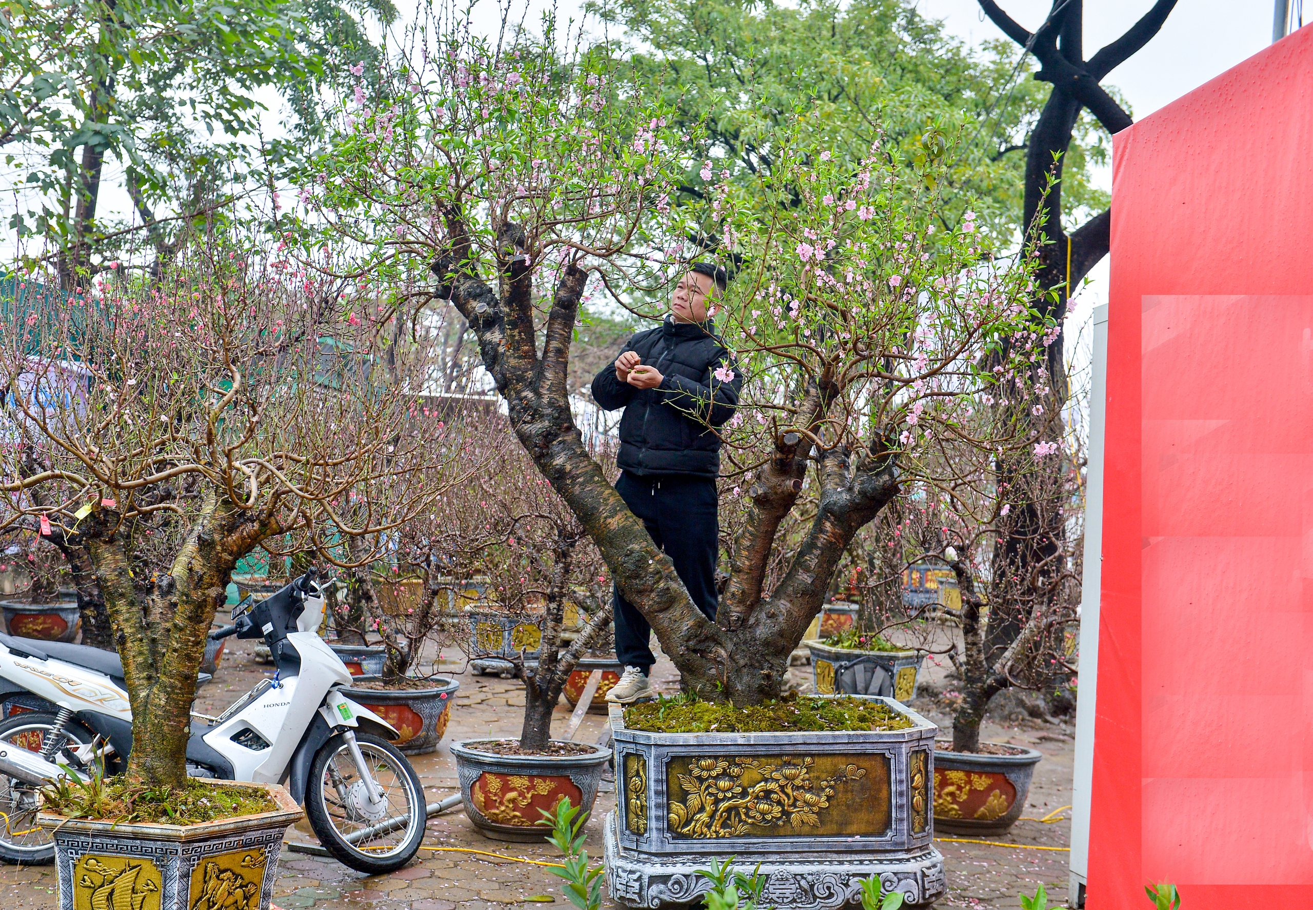 Cận cảnh 'cụ đ&agrave;o' 100 tuổi gi&aacute; hơn 100 triệu, chủ vườn 'n&oacute;i kh&ocirc;ng' với mặc cả- Ảnh 3.