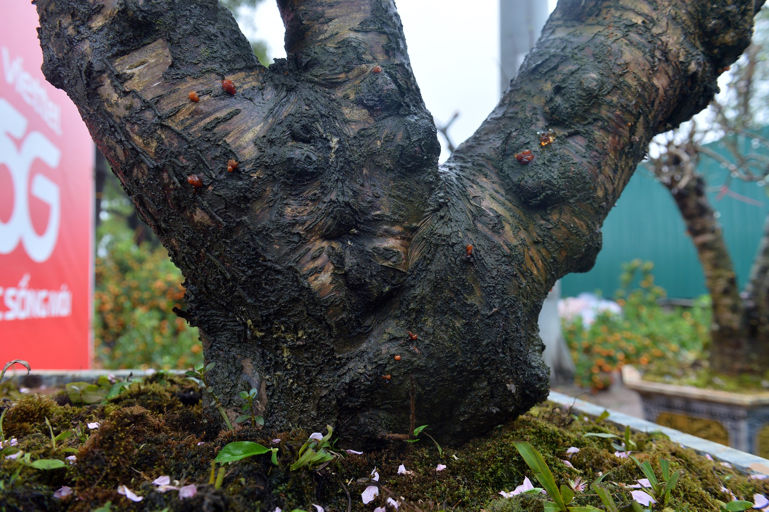 Cận cảnh 'cụ đ&agrave;o' 100 tuổi gi&aacute; hơn 100 triệu, chủ vườn 'n&oacute;i kh&ocirc;ng' với mặc cả- Ảnh 4.