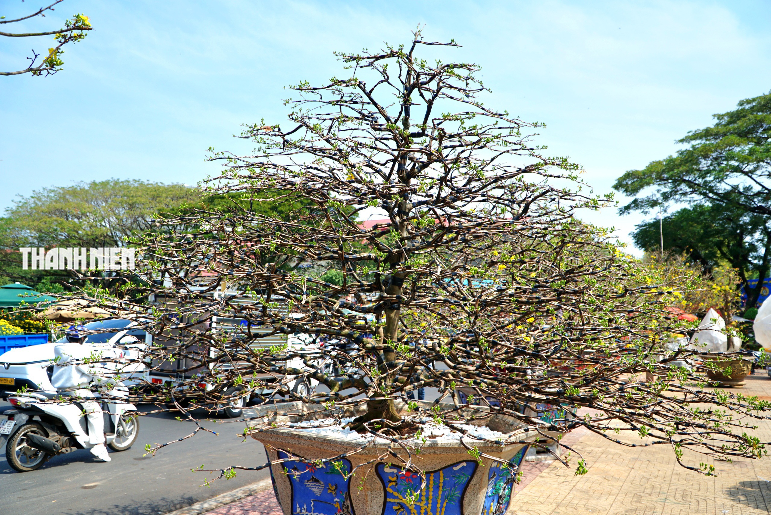 Chi&ecirc;m ngưỡng d&agrave;n mai cổ thụ tiền tỉ tại chợ hoa Tết B&iacute;nh Ngọ - Ảnh 8.