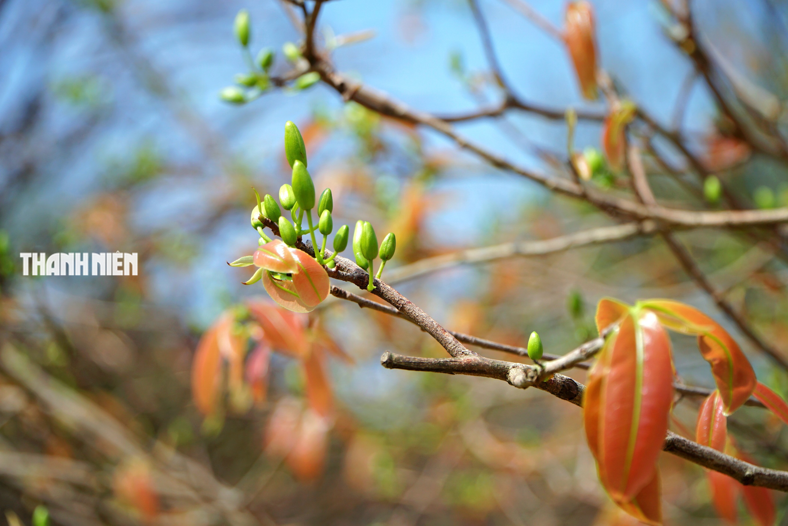 Chi&ecirc;m ngưỡng d&agrave;n mai cổ thụ tiền tỉ tại chợ hoa Tết B&iacute;nh Ngọ - Ảnh 6.