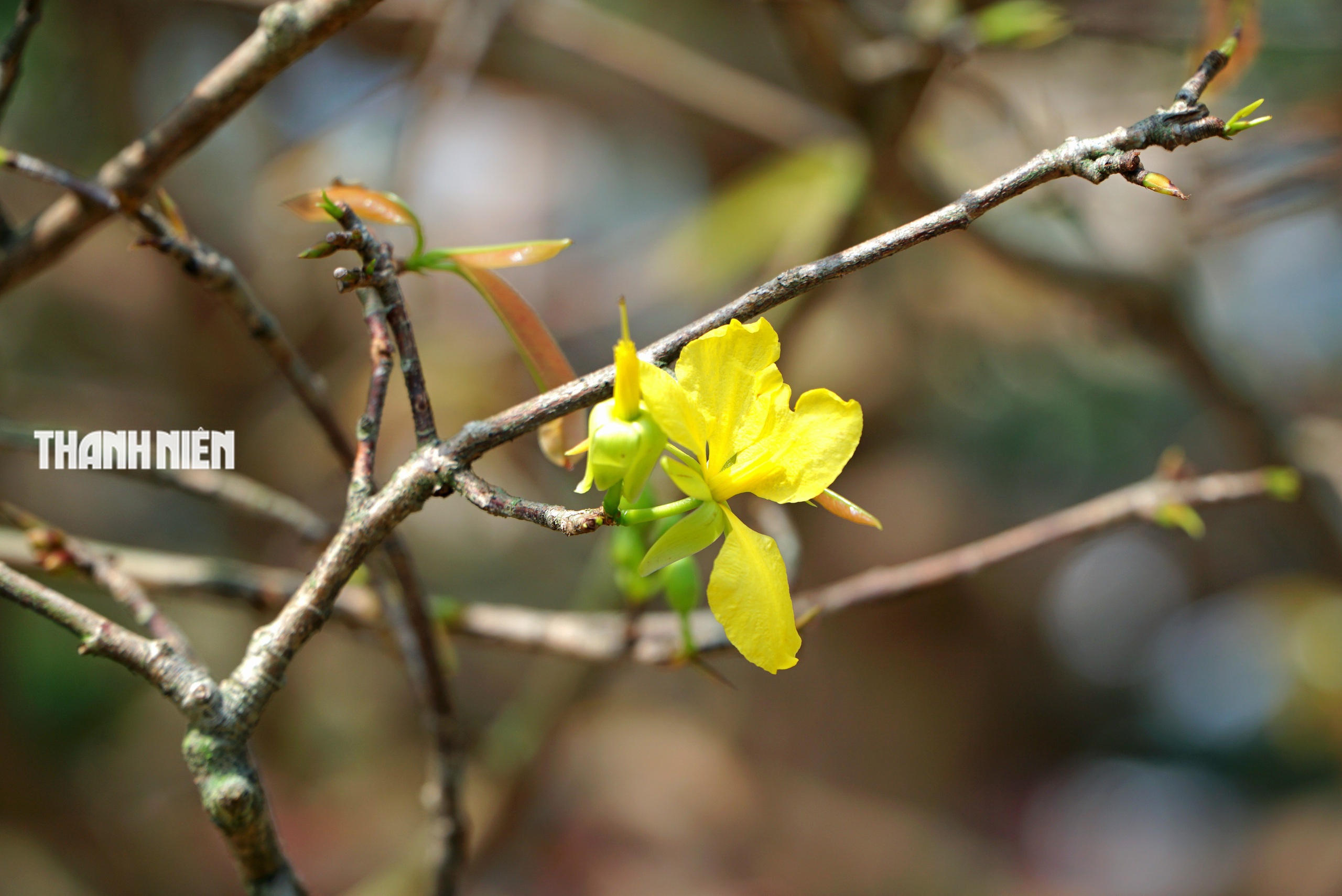 Chi&ecirc;m ngưỡng d&agrave;n mai cổ thụ tiền tỉ tại chợ hoa Tết B&iacute;nh Ngọ - Ảnh 5.