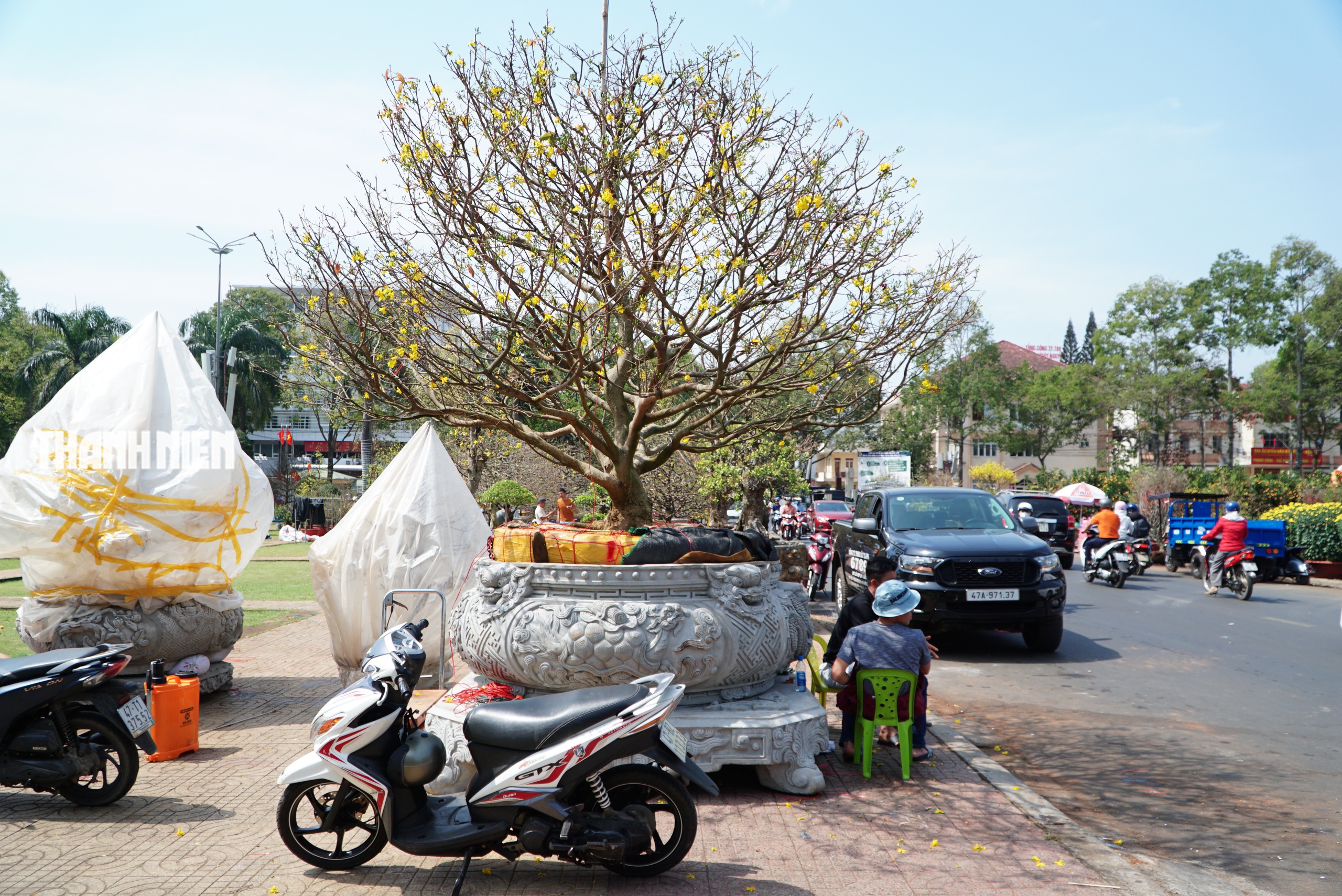 Chi&ecirc;m ngưỡng d&agrave;n mai cổ thụ tiền tỉ tại chợ hoa Tết B&iacute;nh Ngọ - Ảnh 3.