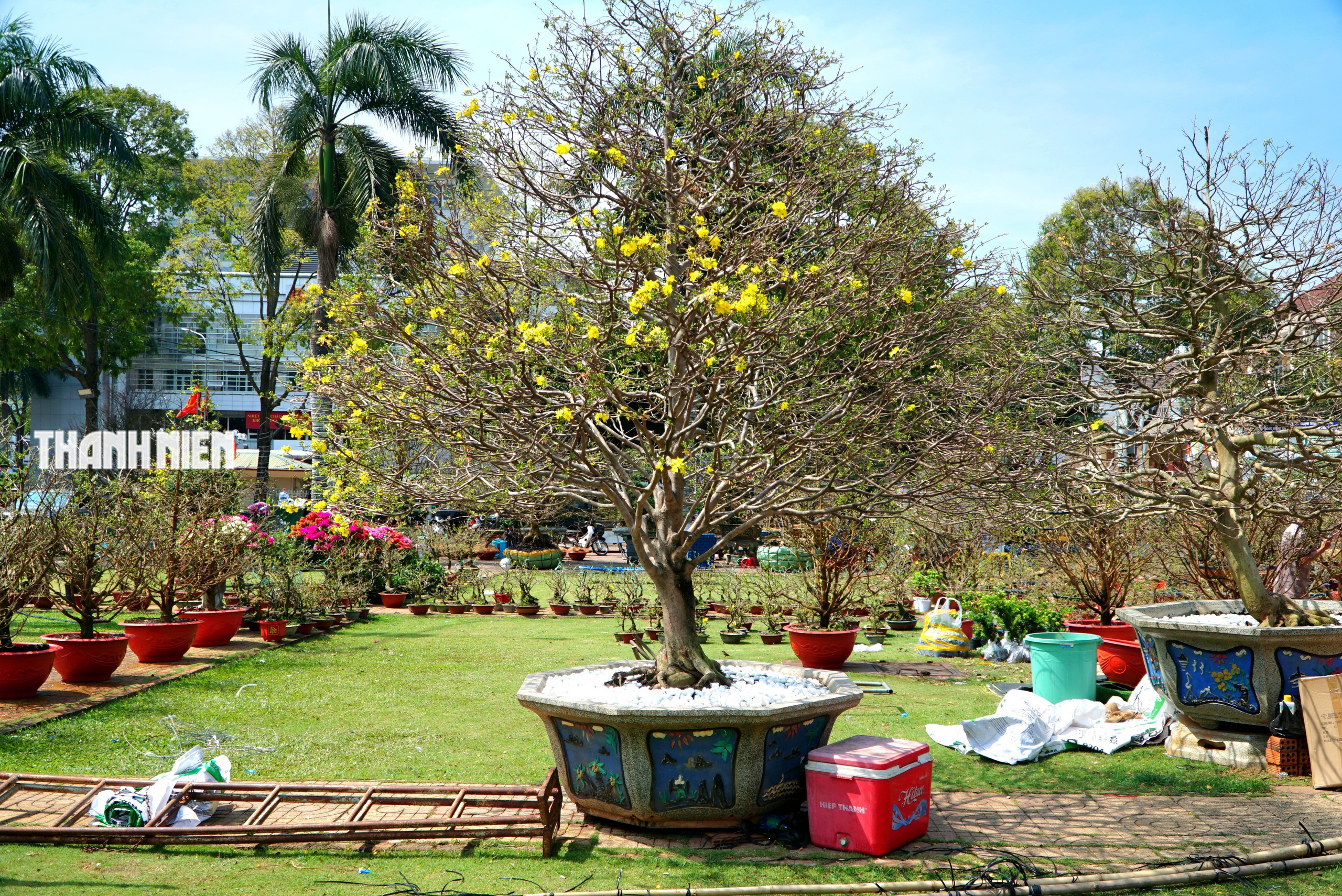 Chi&ecirc;m ngưỡng d&agrave;n mai cổ thụ tiền tỉ tại chợ hoa Tết B&iacute;nh Ngọ - Ảnh 4.