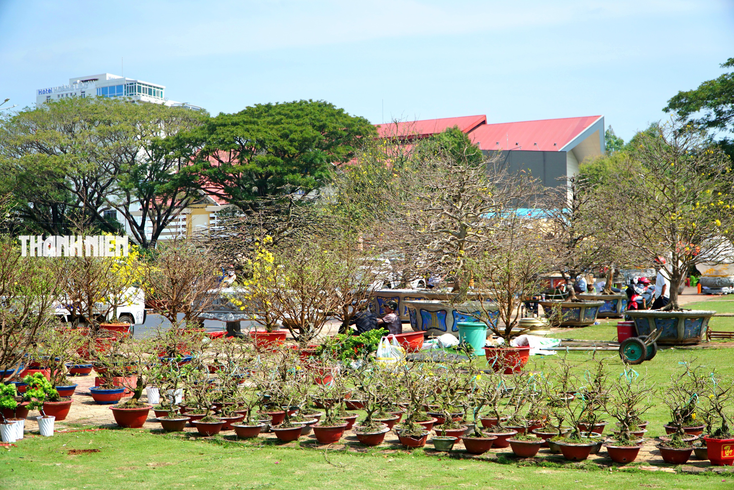 Chi&ecirc;m ngưỡng d&agrave;n mai cổ thụ tiền tỉ tại chợ hoa Tết B&iacute;nh Ngọ - Ảnh 1.