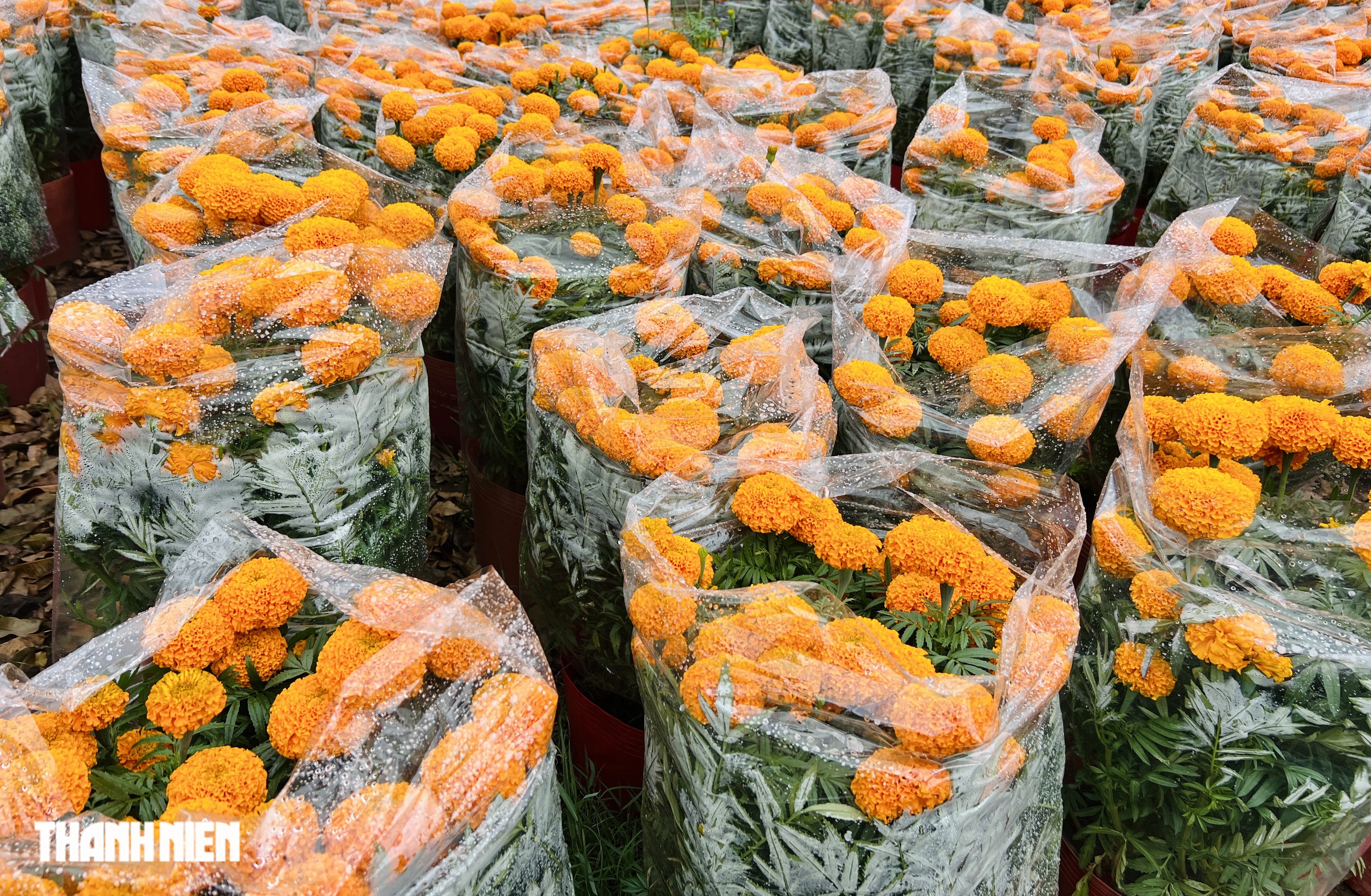 Cảnh lạ 24 th&aacute;ng Chạp , người d&acirc;n TP . HCM đội mưa đi chợ tết - Ảnh 5.