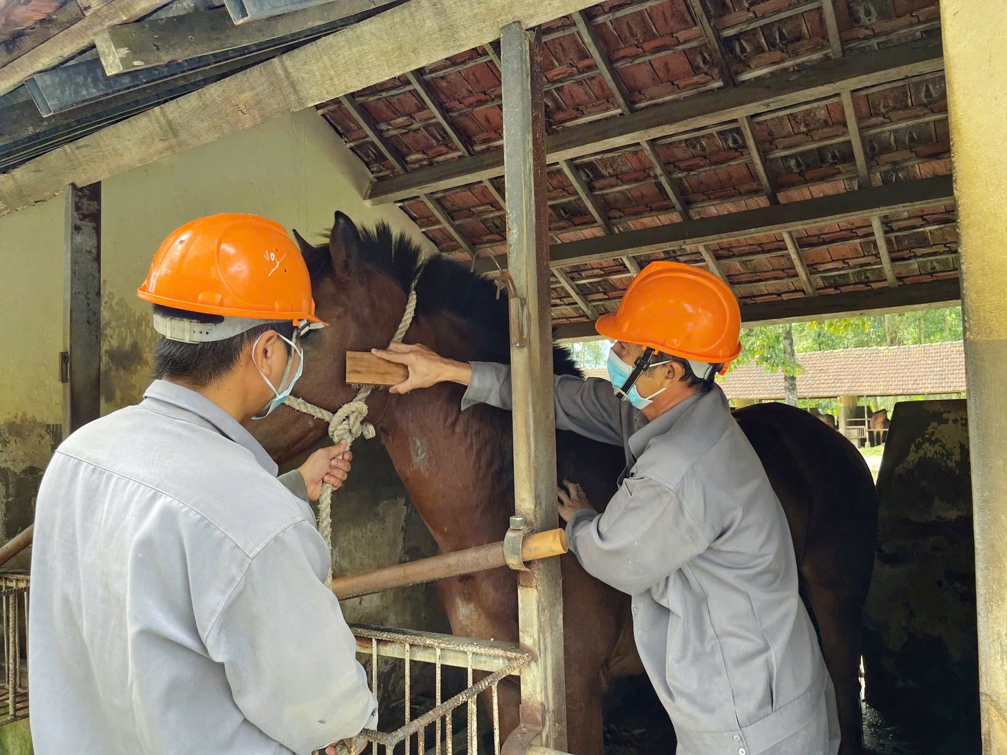 Trại ngựa cho huyết thanh cứu người - Ảnh 2.