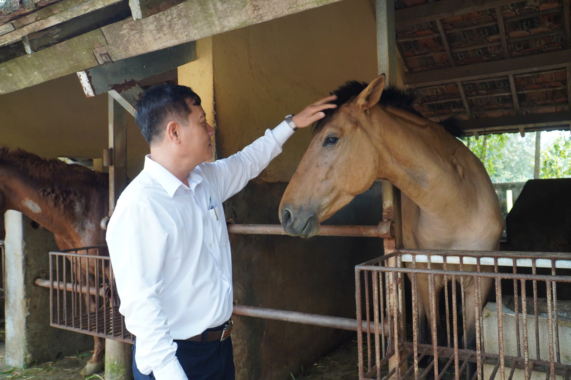 Trại ngựa cho huyết thanh cứu người - Ảnh 5.