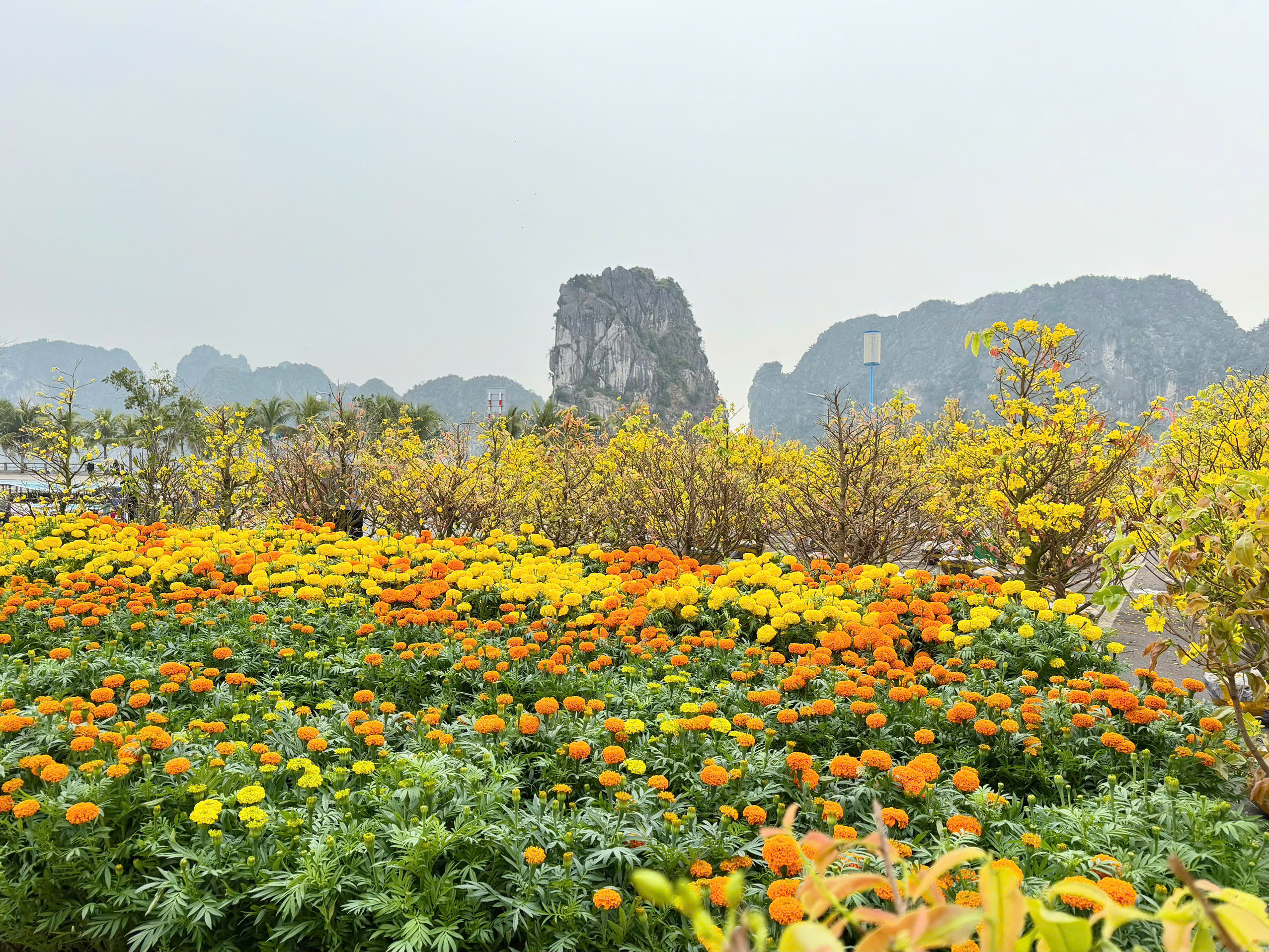 Linh vật B&aacute;t M&atilde; tung v&oacute; b&ecirc;n vịnh Hạ Long đ&oacute;n xu&acirc;n B&iacute;nh Ngọ  - Ảnh 6.