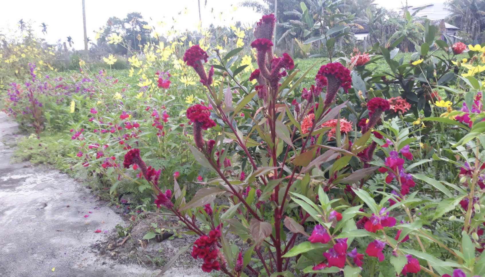 Tết qu&ecirc; thời nay kh&aacute;c g&igrave; Tết qu&ecirc; ng&agrave;y xưa? - Ảnh 1.