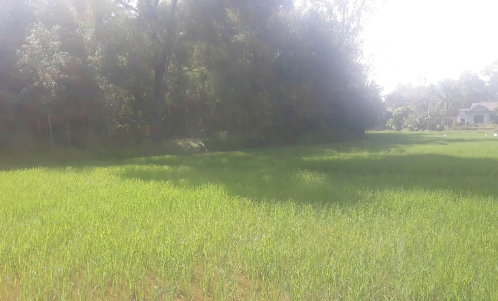 Tết qu&ecirc; thời nay kh&aacute;c g&igrave; Tết qu&ecirc; ng&agrave;y xưa? - Ảnh 2.