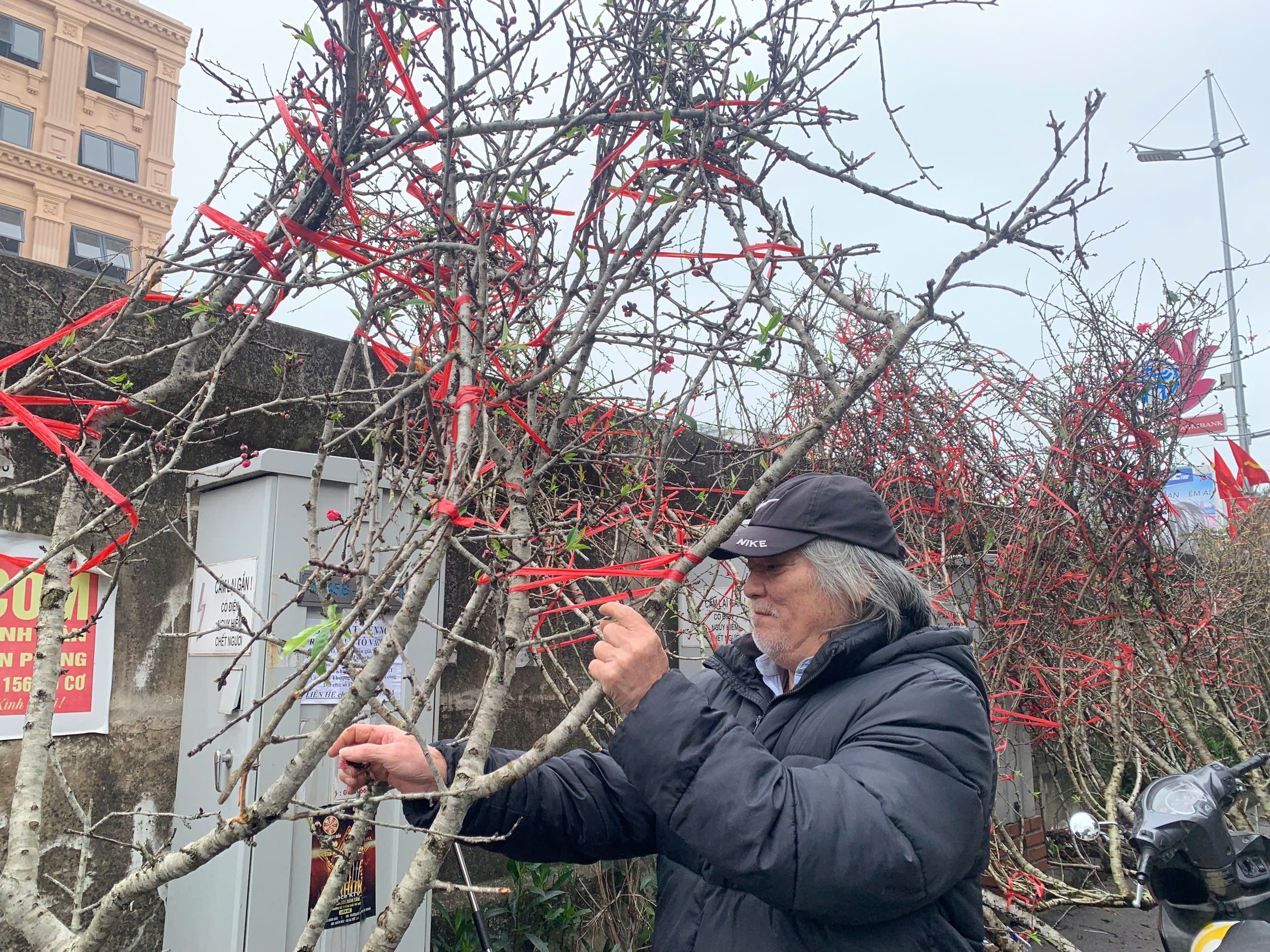 Đào cổ Yên Bái về Hà Nội, hoa to như mặt chén, khách 'rần rần chốt đơn' - Ảnh 2.