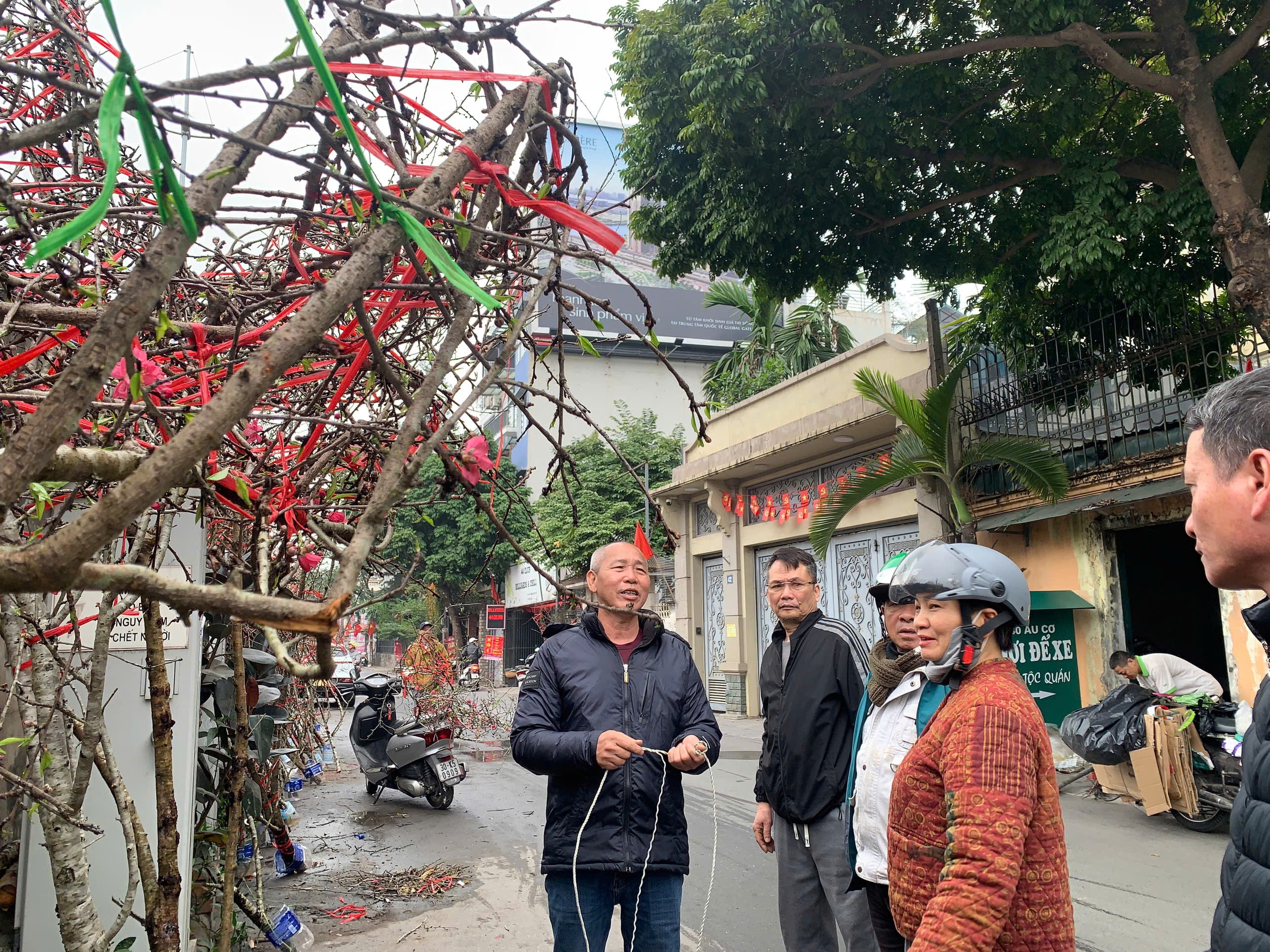 Đào cổ Yên Bái về Hà Nội, hoa to như mặt chén, khách 'rần rần chốt đơn' - Ảnh 1.