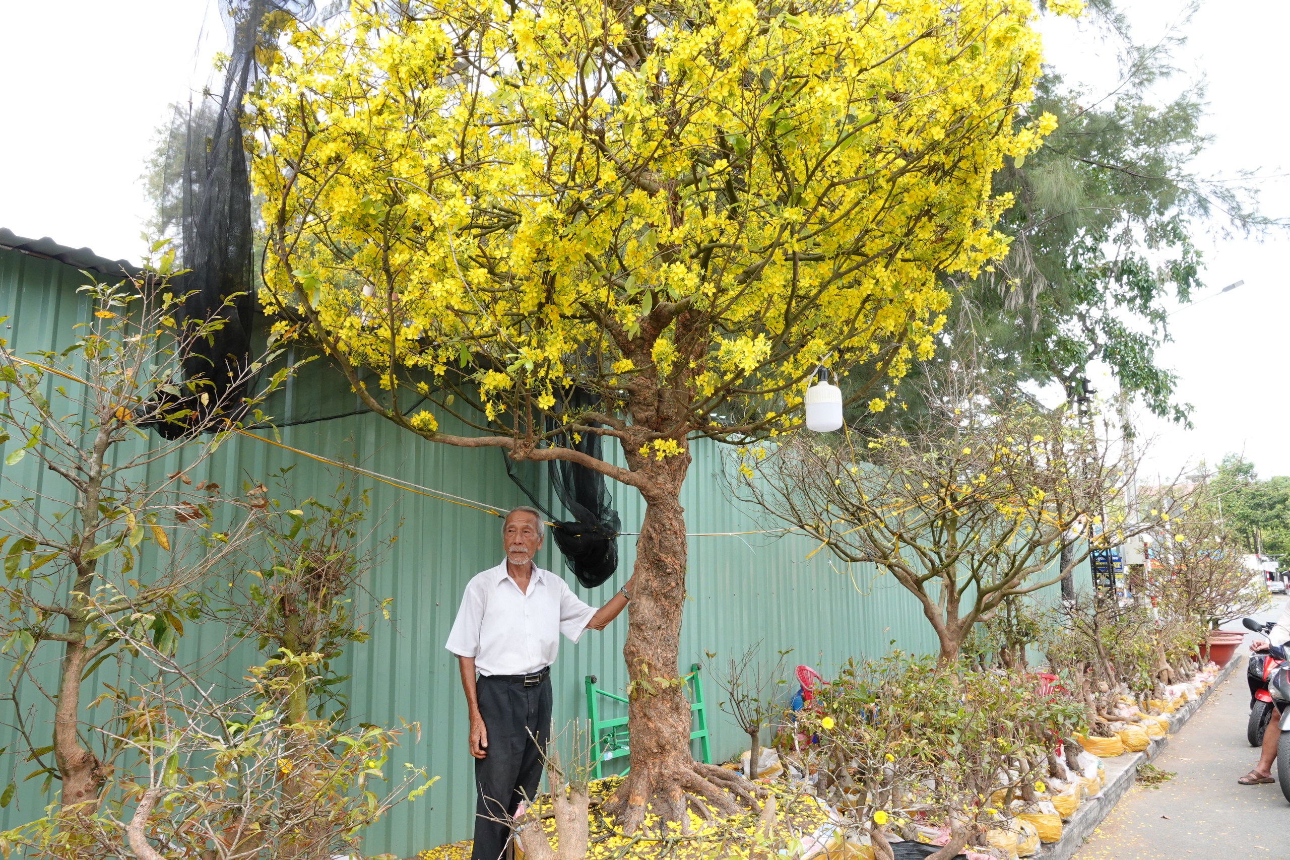 Cụ &ocirc;ng U.100 mang mai v&agrave;ng nửa tỉ đồng ra chợ hoa xu&acirc;n Cần Thơ - Ảnh 1.