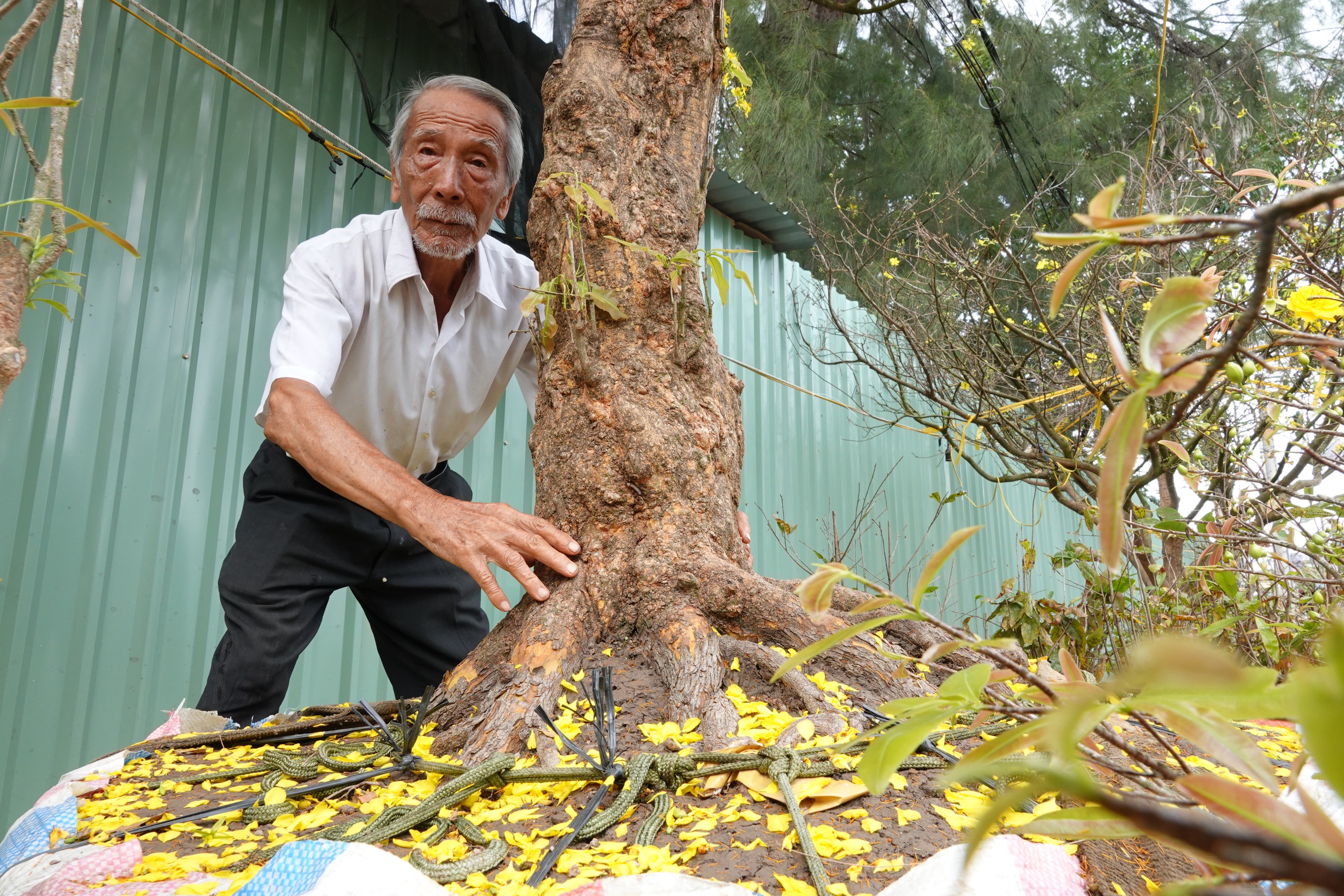 Cụ &ocirc;ng U.100 mang mai v&agrave;ng nửa tỉ đồng ra chợ hoa xu&acirc;n Cần Thơ - Ảnh 3.