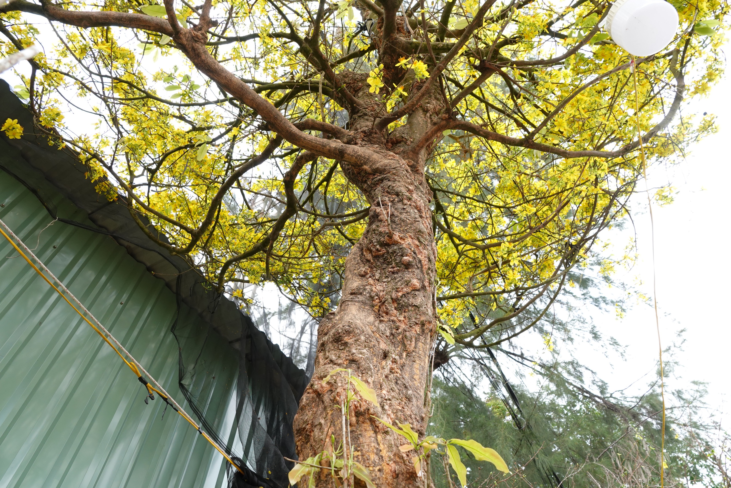 Cụ &ocirc;ng U.100 mang mai v&agrave;ng nửa tỉ đồng ra chợ hoa xu&acirc;n Cần Thơ - Ảnh 2.