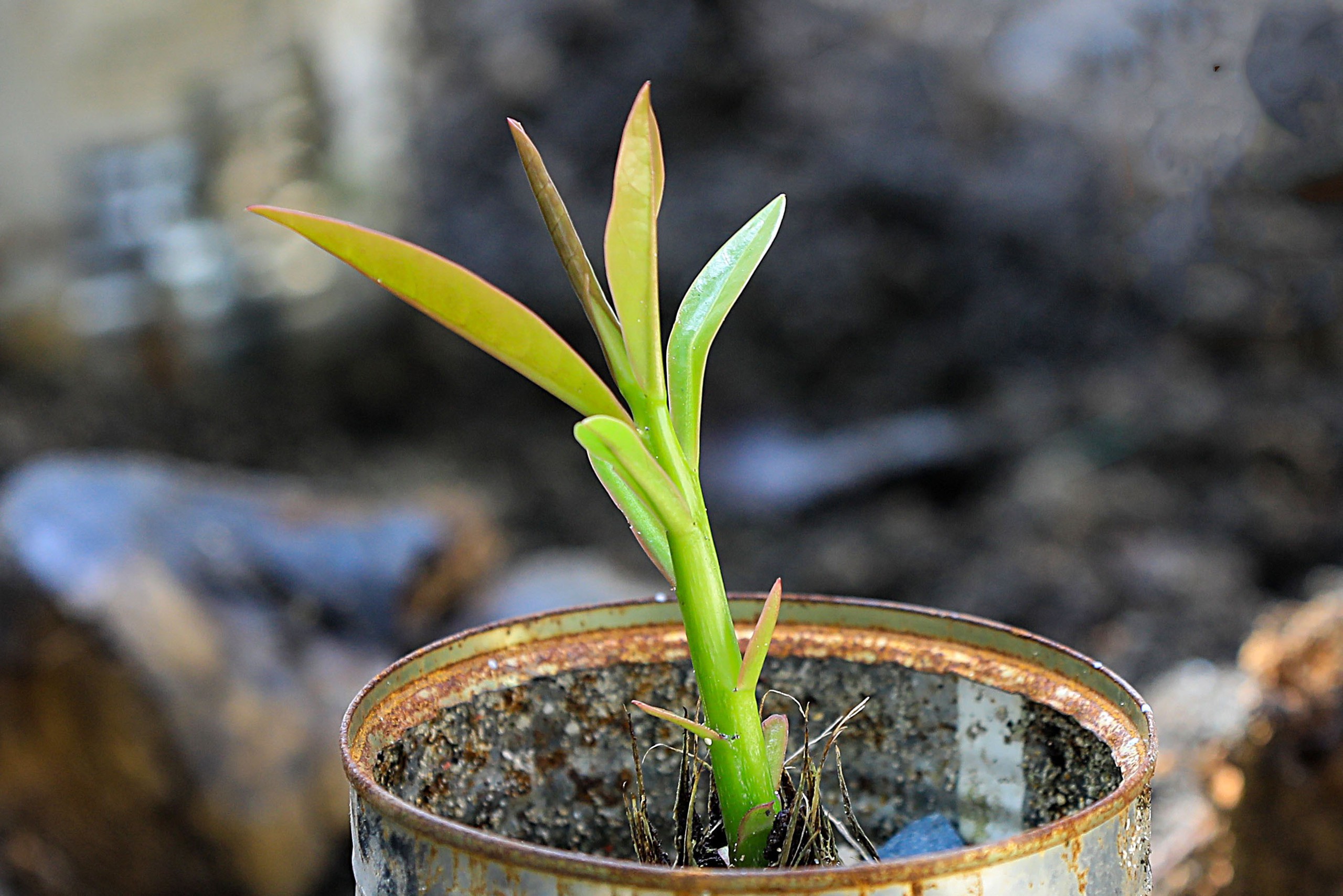 Tết ở Trường Sa - Kỳ 7: Ươm b&agrave;ng vu&ocirc;ng, Sinh Tồn xanh xanh- Ảnh 10.