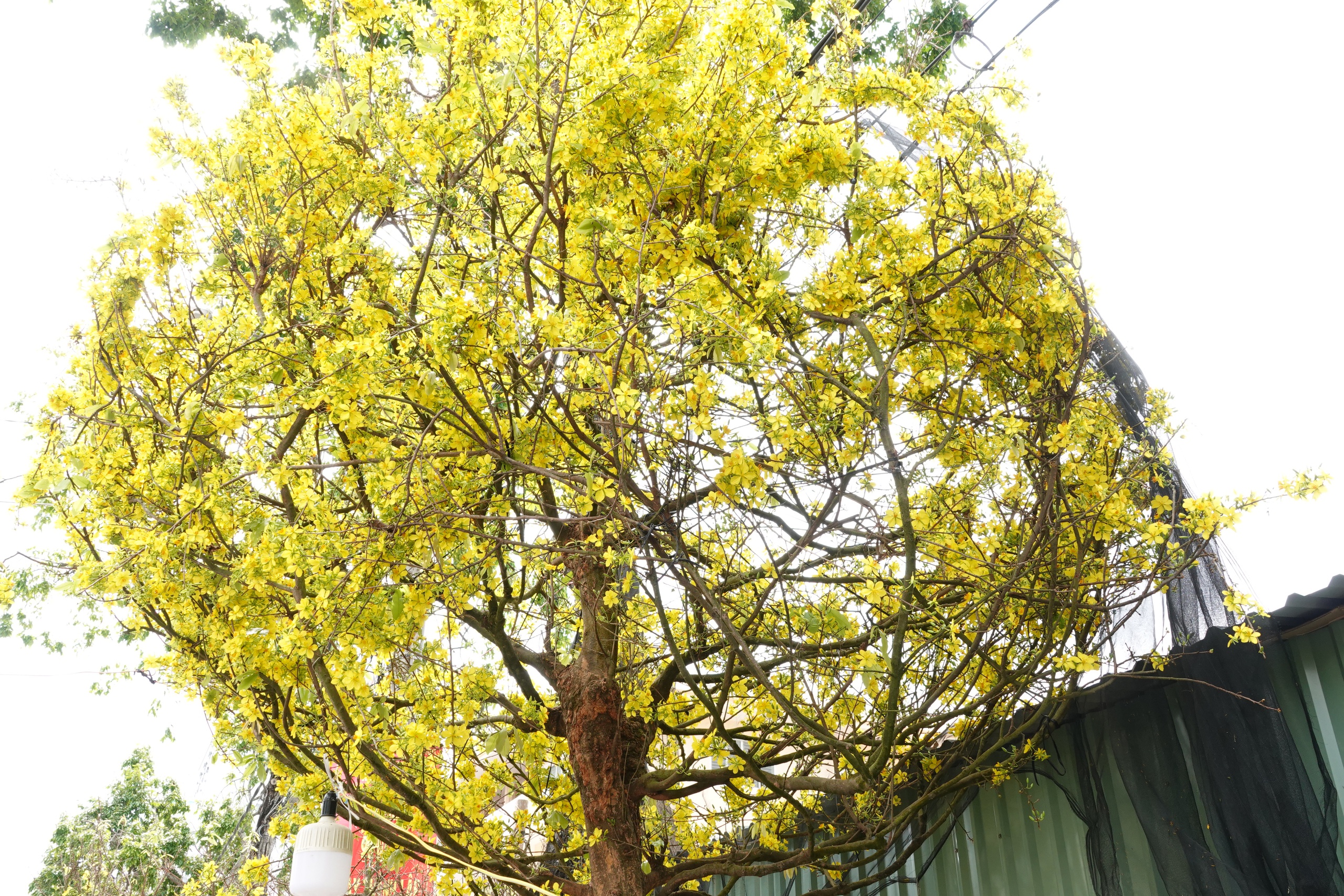 Cụ &ocirc;ng U.100 mang mai v&agrave;ng nửa tỉ đồng ra chợ hoa xu&acirc;n Cần Thơ - Ảnh 4.