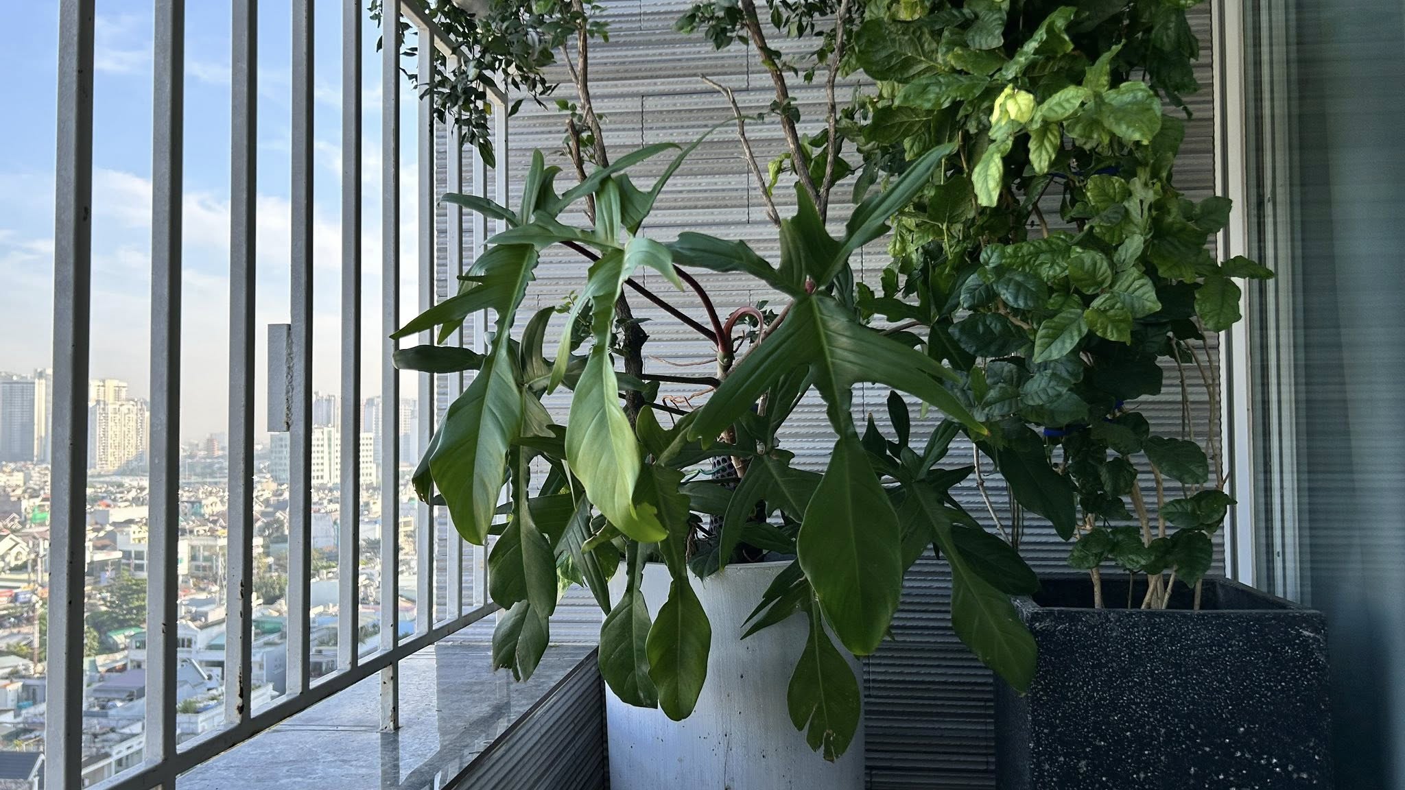 Về quê ăn tết làm sao tưới cây? Cách xử lý nhanh gọn - Ảnh 2.