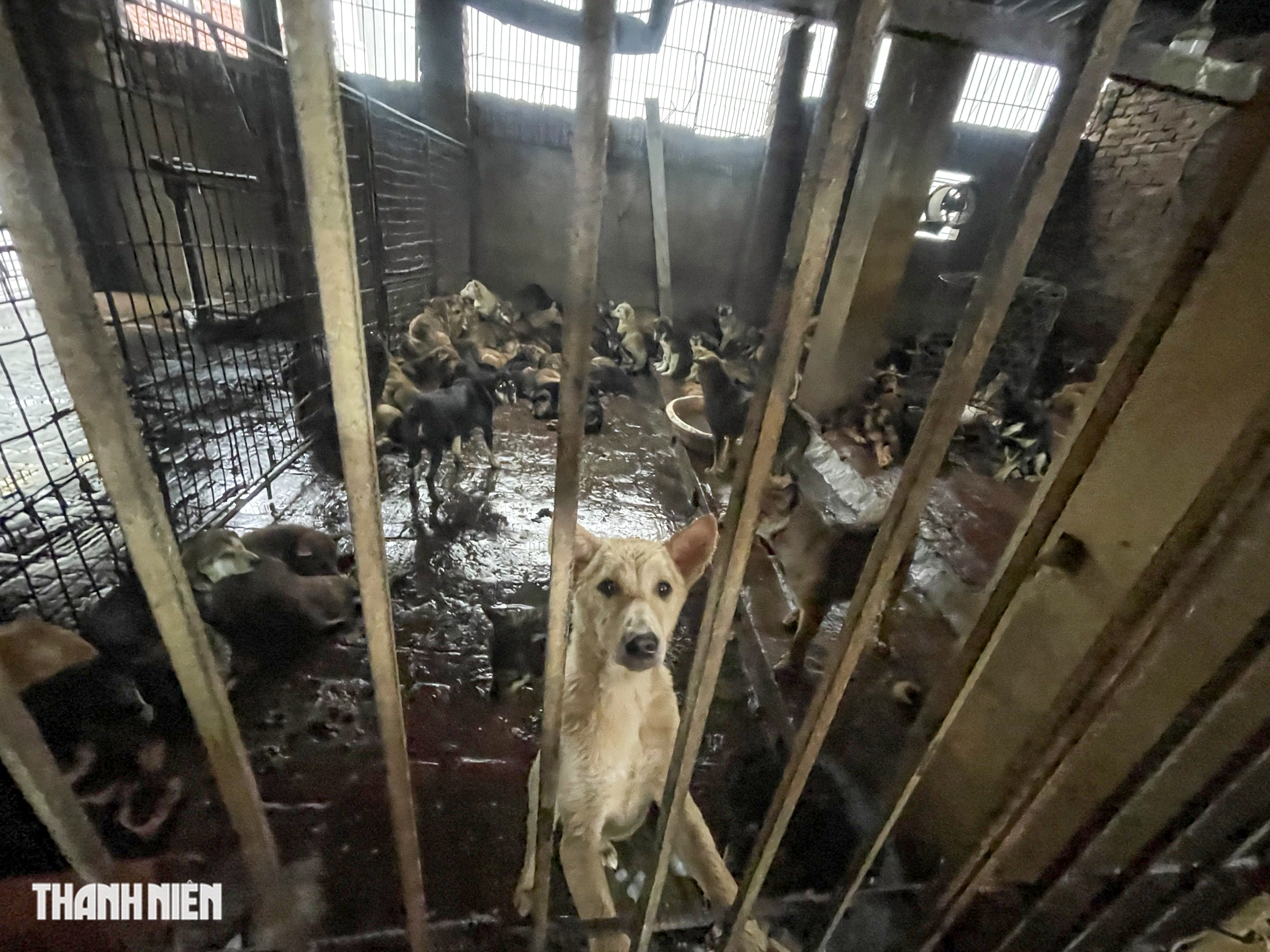 L&agrave;ng giết mổ ch&oacute; lớn nhất H&agrave; Nội: Nhiều người bỏ nghề - Ảnh 5.