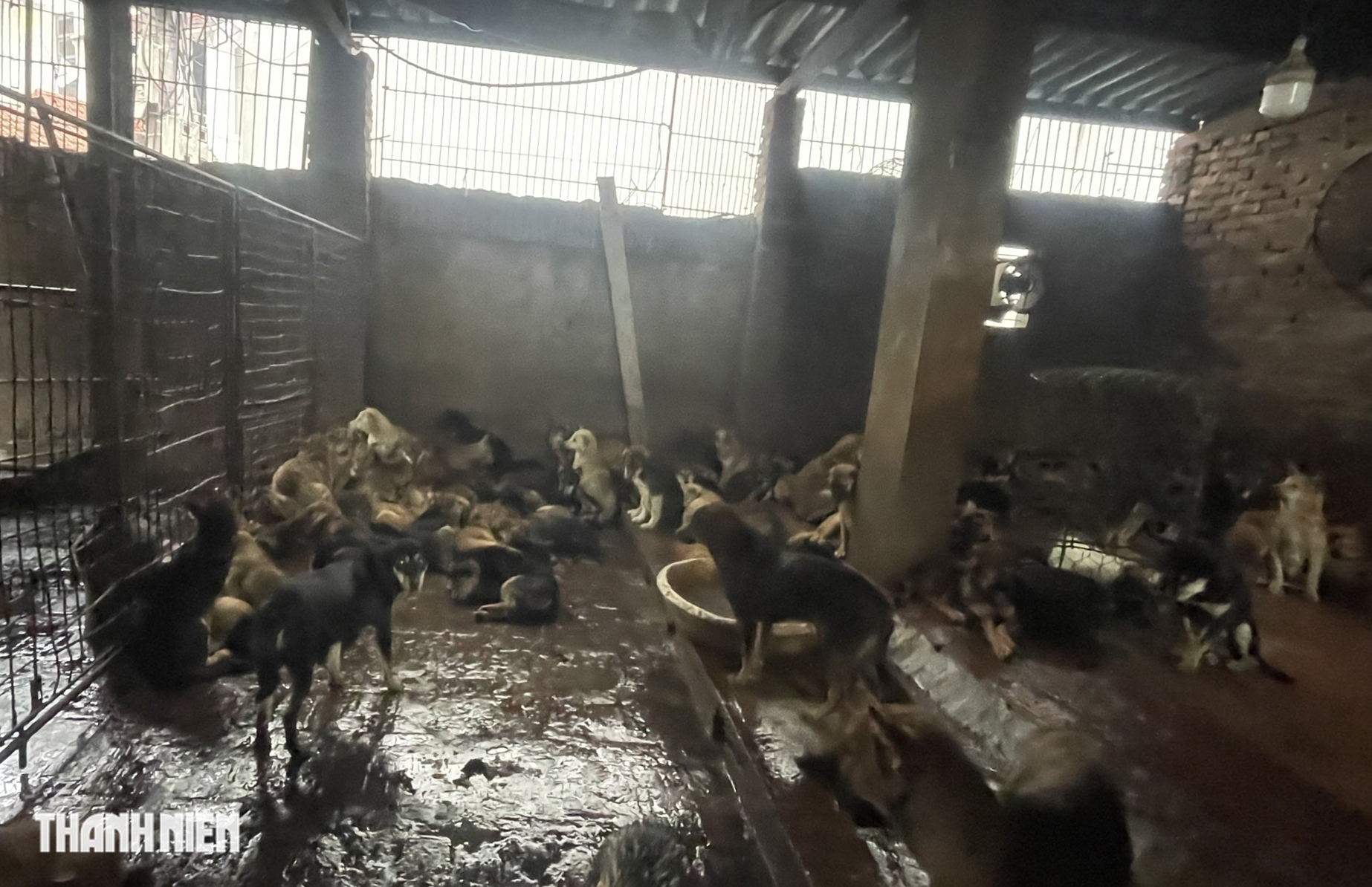 L&agrave;ng giết mổ ch&oacute; lớn nhất H&agrave; Nội: Nhiều người bỏ nghề - Ảnh 7.