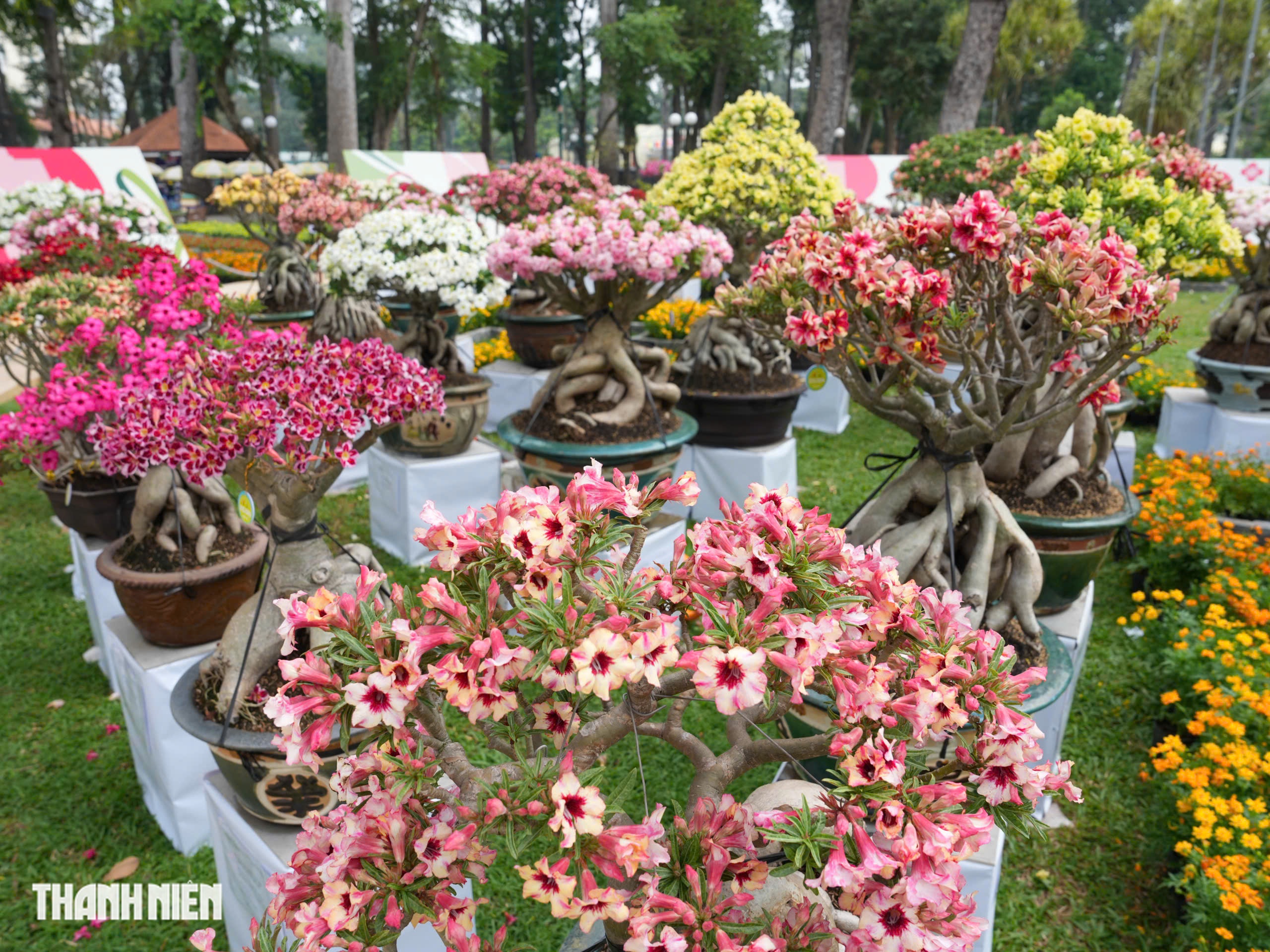 To&agrave;n cảnh Hội hoa xu&acirc;n ở trung t&acirc;m TP.HCM trước giờ khai mạc: B&ecirc;n trong c&oacute; g&igrave;?  - Ảnh 12.