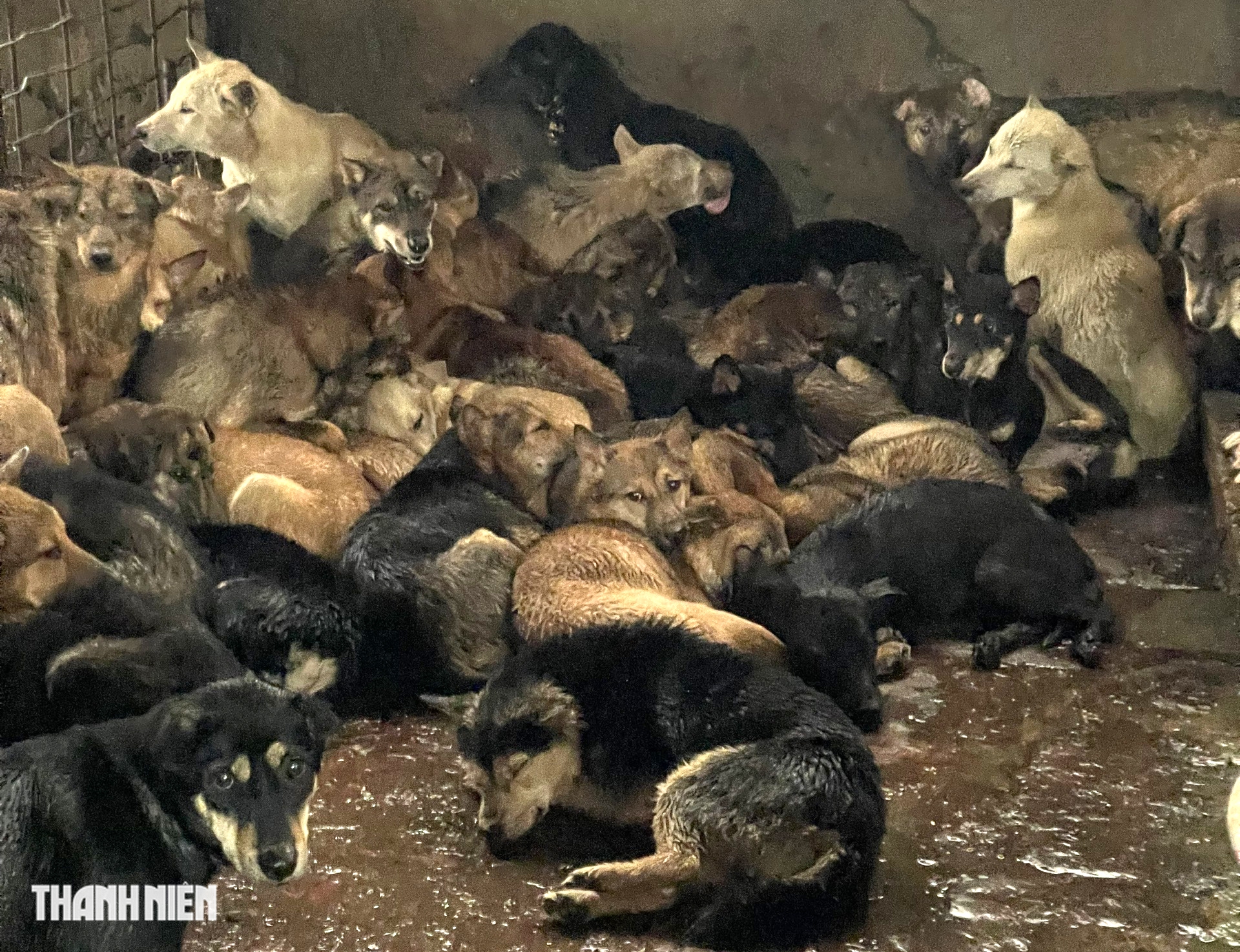 L&agrave;ng giết mổ ch&oacute; lớn nhất H&agrave; Nội: Nhiều người bỏ nghề - Ảnh 6.