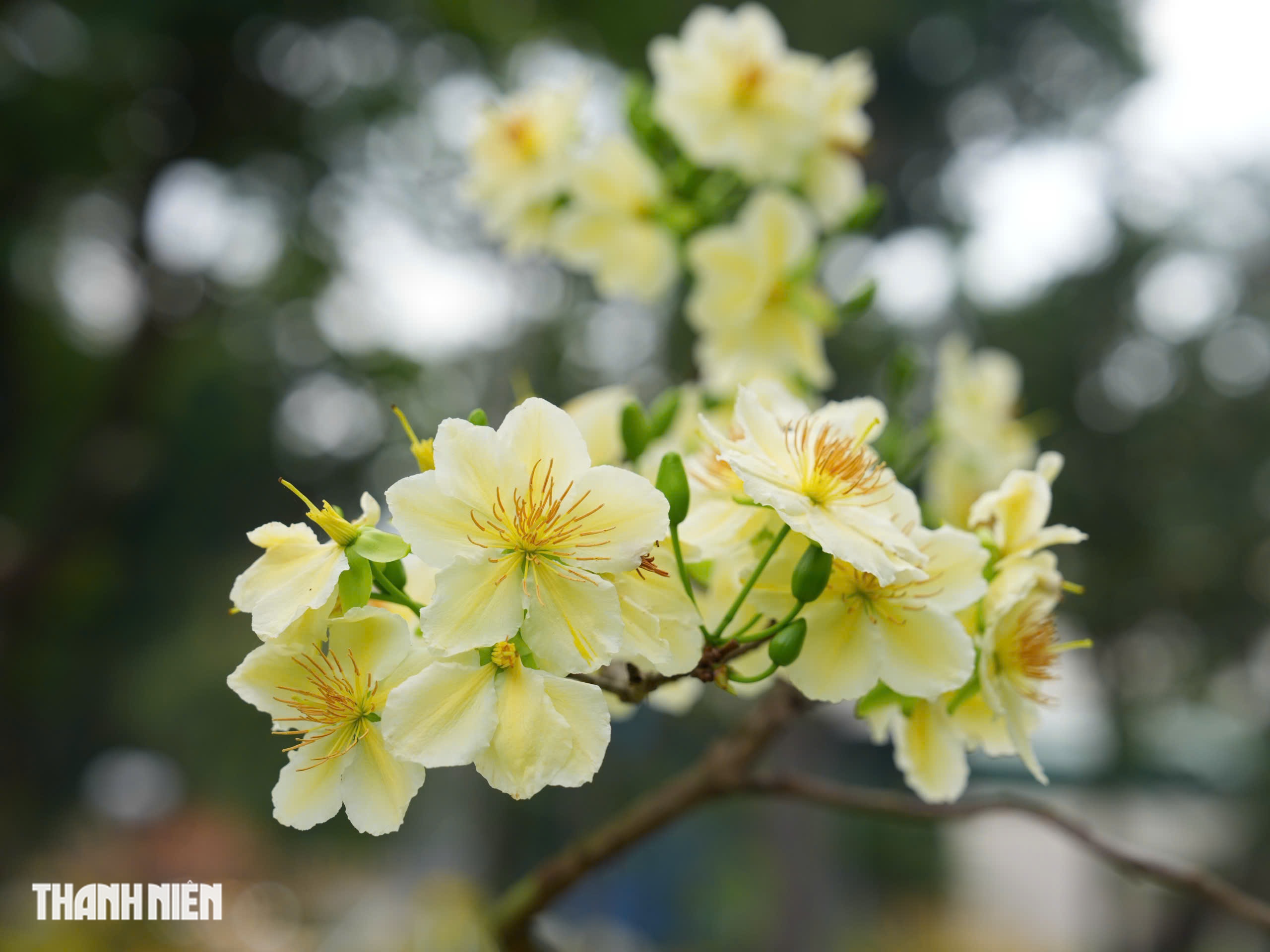 To&agrave;n cảnh Hội hoa xu&acirc;n ở trung t&acirc;m TP.HCM trước giờ khai mạc: B&ecirc;n trong c&oacute; g&igrave;?  - Ảnh 11.