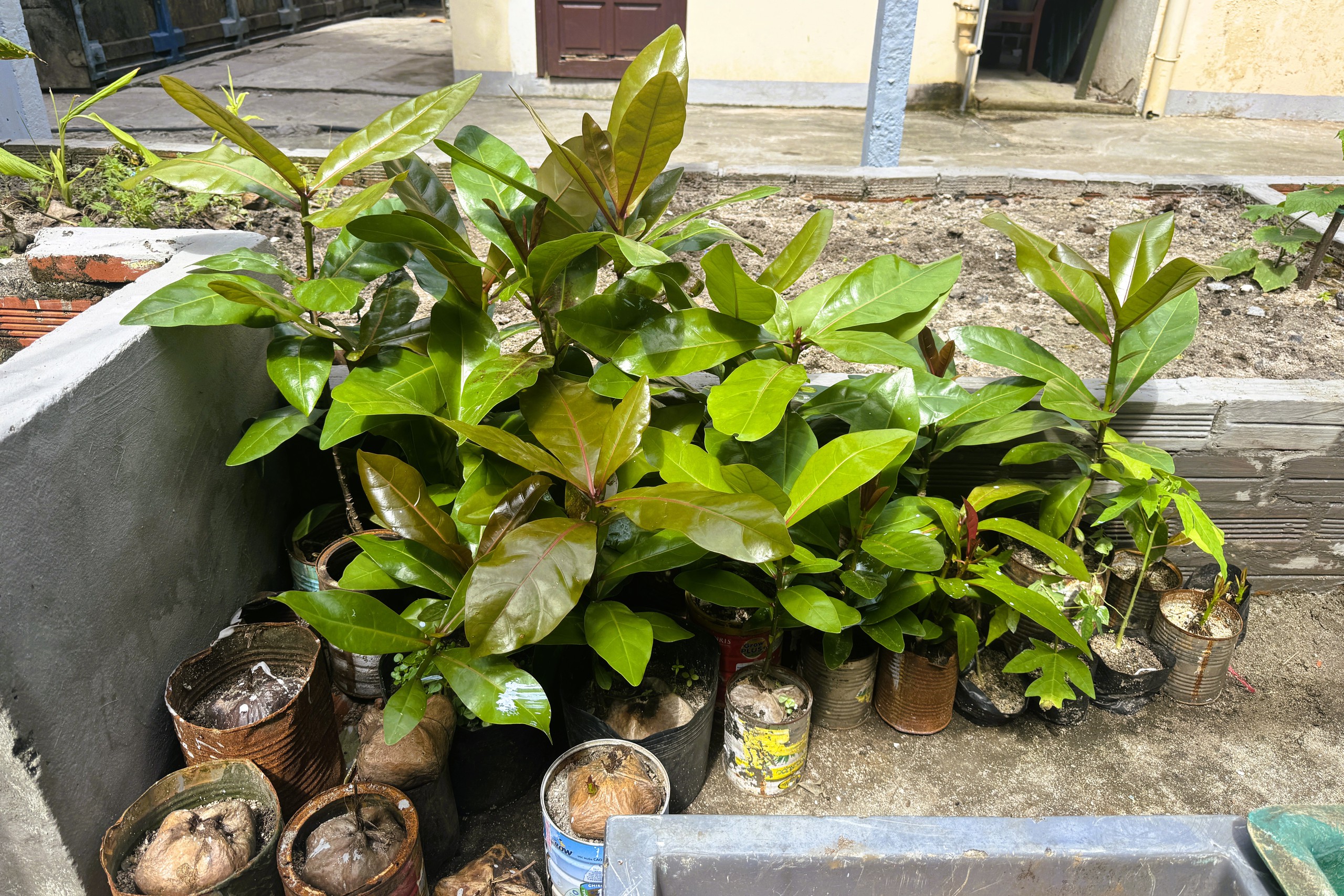 Tết ở Trường Sa - Kỳ 7: Ươm b&agrave;ng vu&ocirc;ng, Sinh Tồn xanh xanh- Ảnh 13.