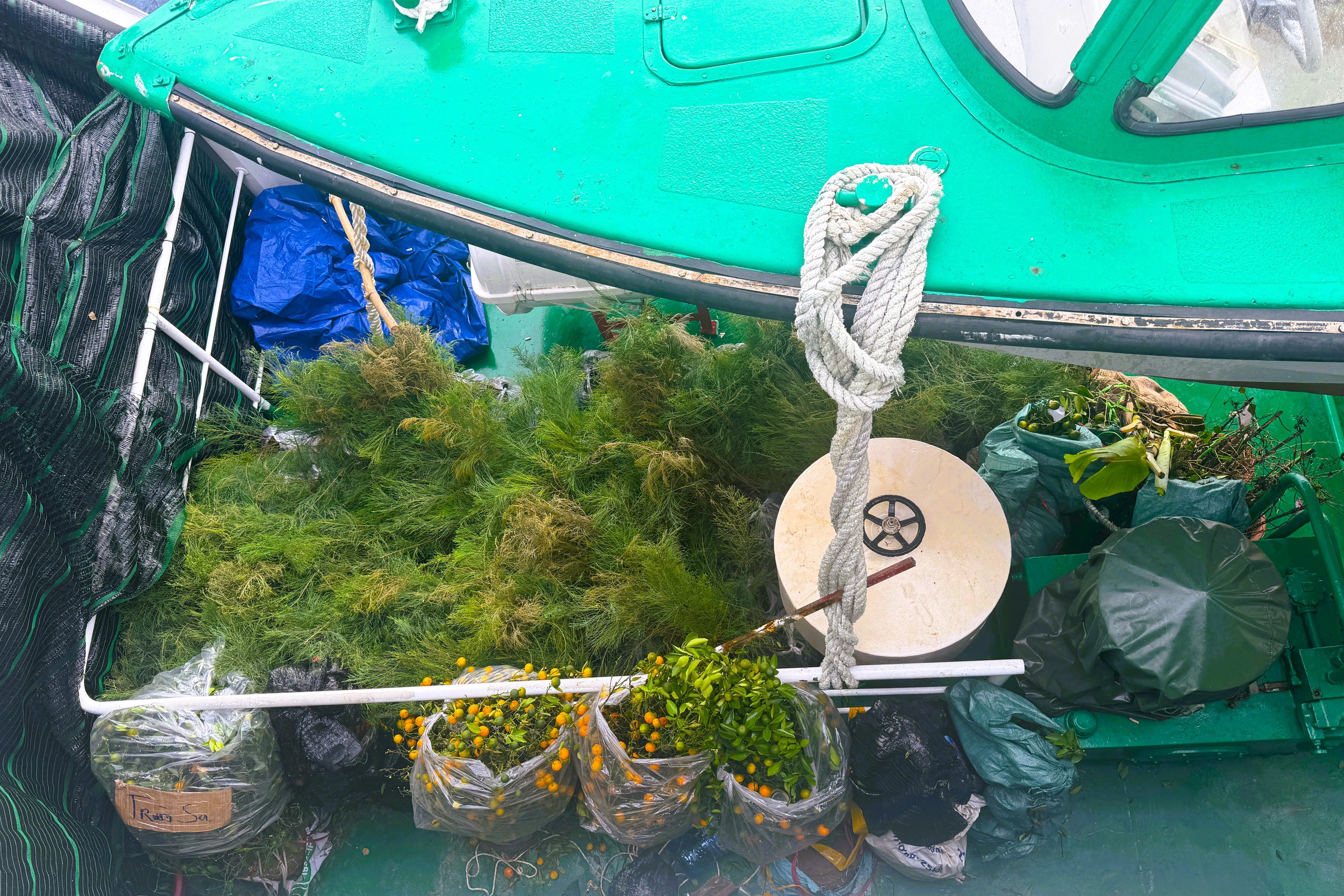 Tết ở Trường Sa - Kỳ 7: Ươm b&agrave;ng vu&ocirc;ng, Sinh Tồn xanh xanh- Ảnh 14.