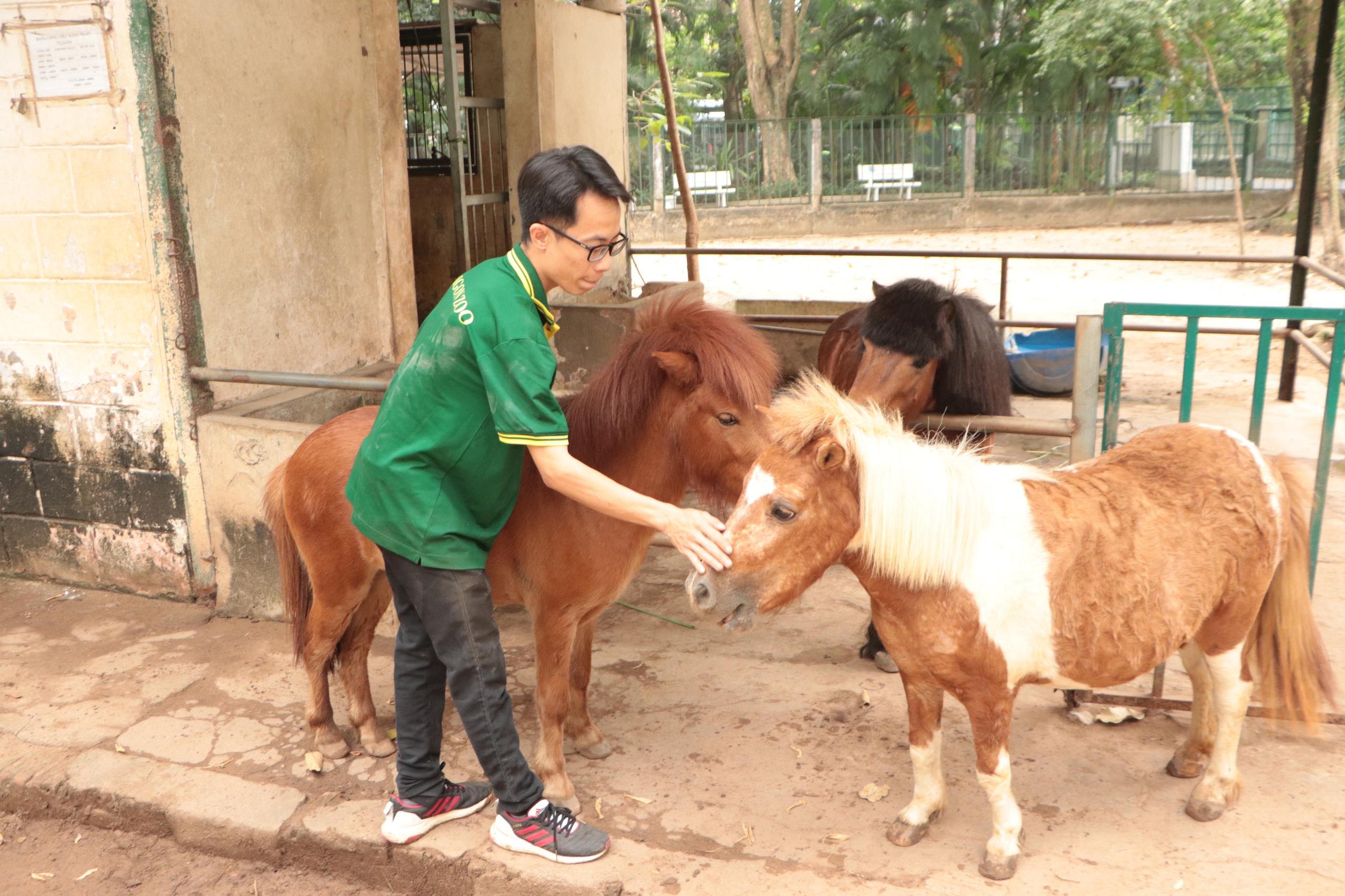 Gia đình ngựa lùn Thảo Cầm Viên và câu chuyện hạnh phúc giản dị giữa phố - Ảnh 1.