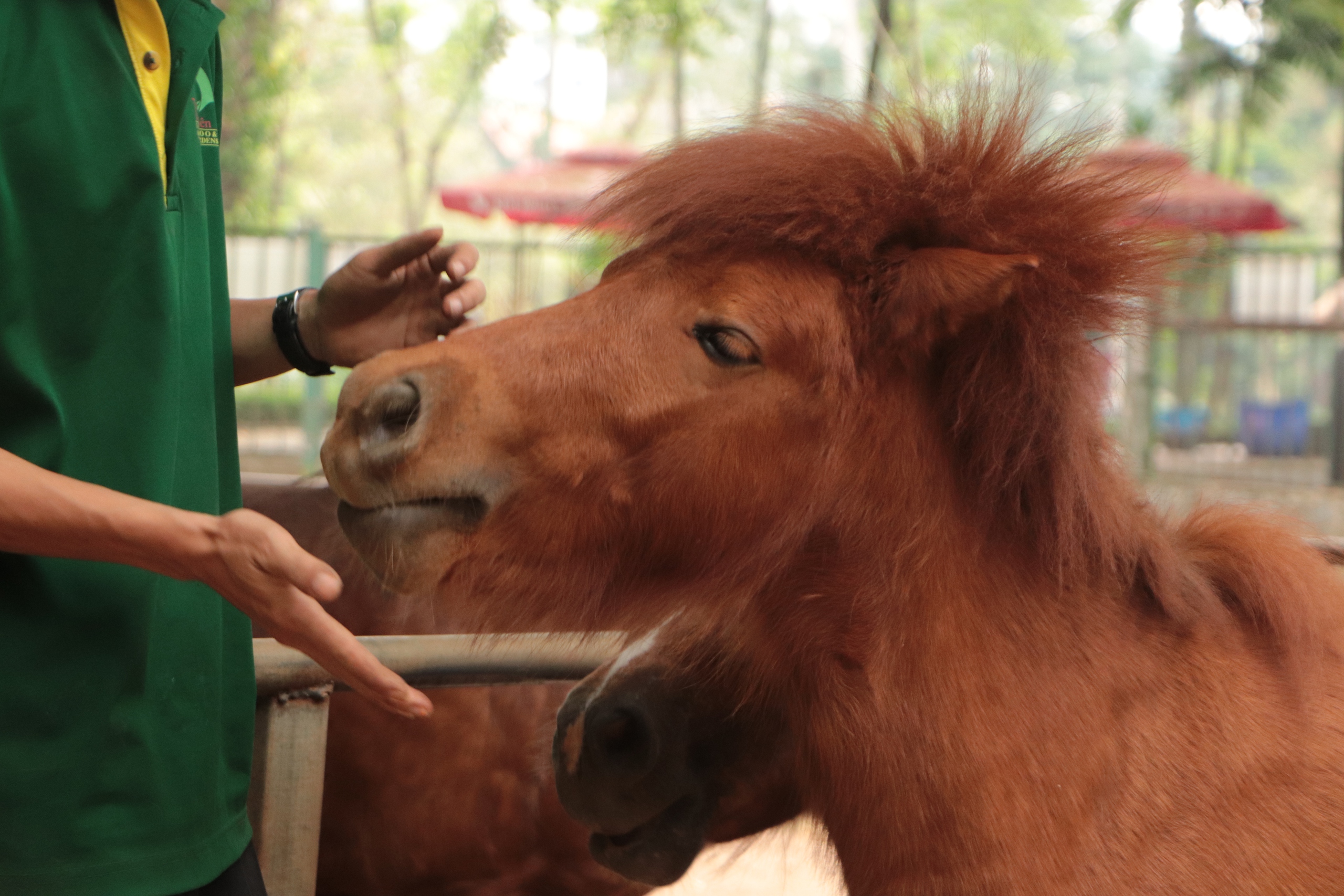 Gia đình ngựa lùn Thảo Cầm Viên và câu chuyện hạnh phúc giản dị giữa phố - Ảnh 2.