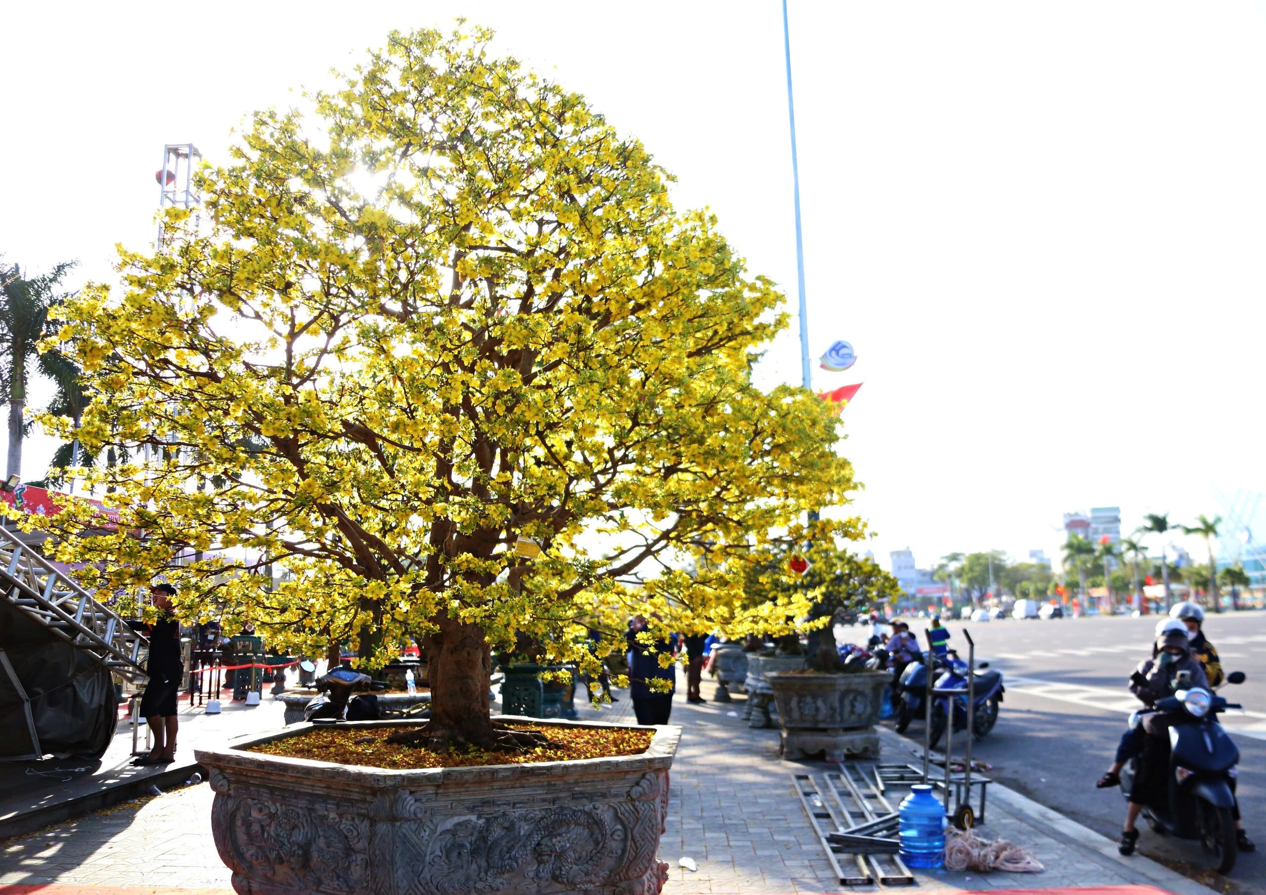 Gốc mai cổ thụ nửa tỉ đồng xuống phố, người mua kẻ b&aacute;n nhộn nhịp xuy&ecirc;n đ&ecirc;m- Ảnh 4.