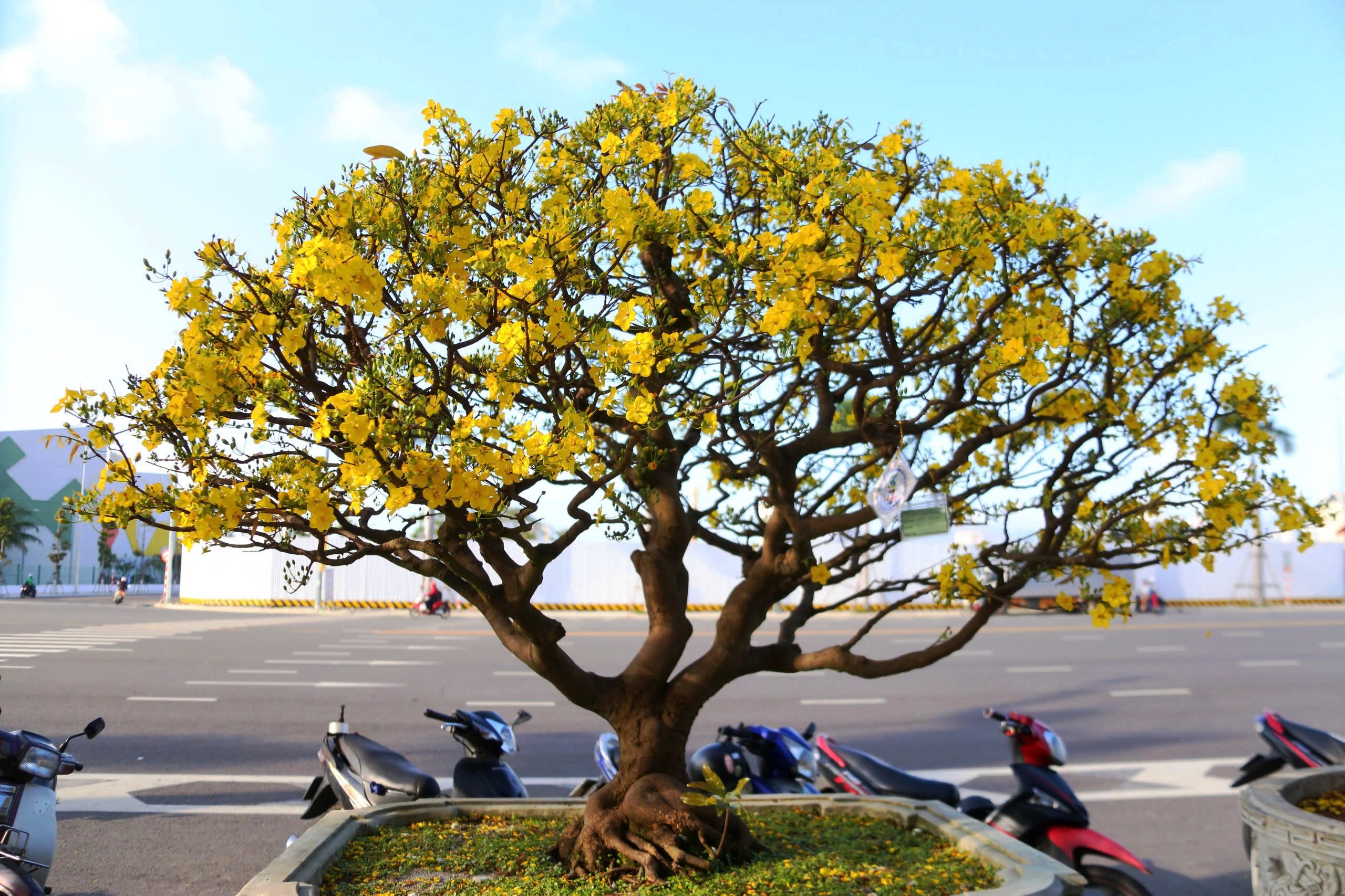 Gốc mai cổ thụ nửa tỉ đồng xuống phố, người mua kẻ b&aacute;n nhộn nhịp xuy&ecirc;n đ&ecirc;m- Ảnh 6.