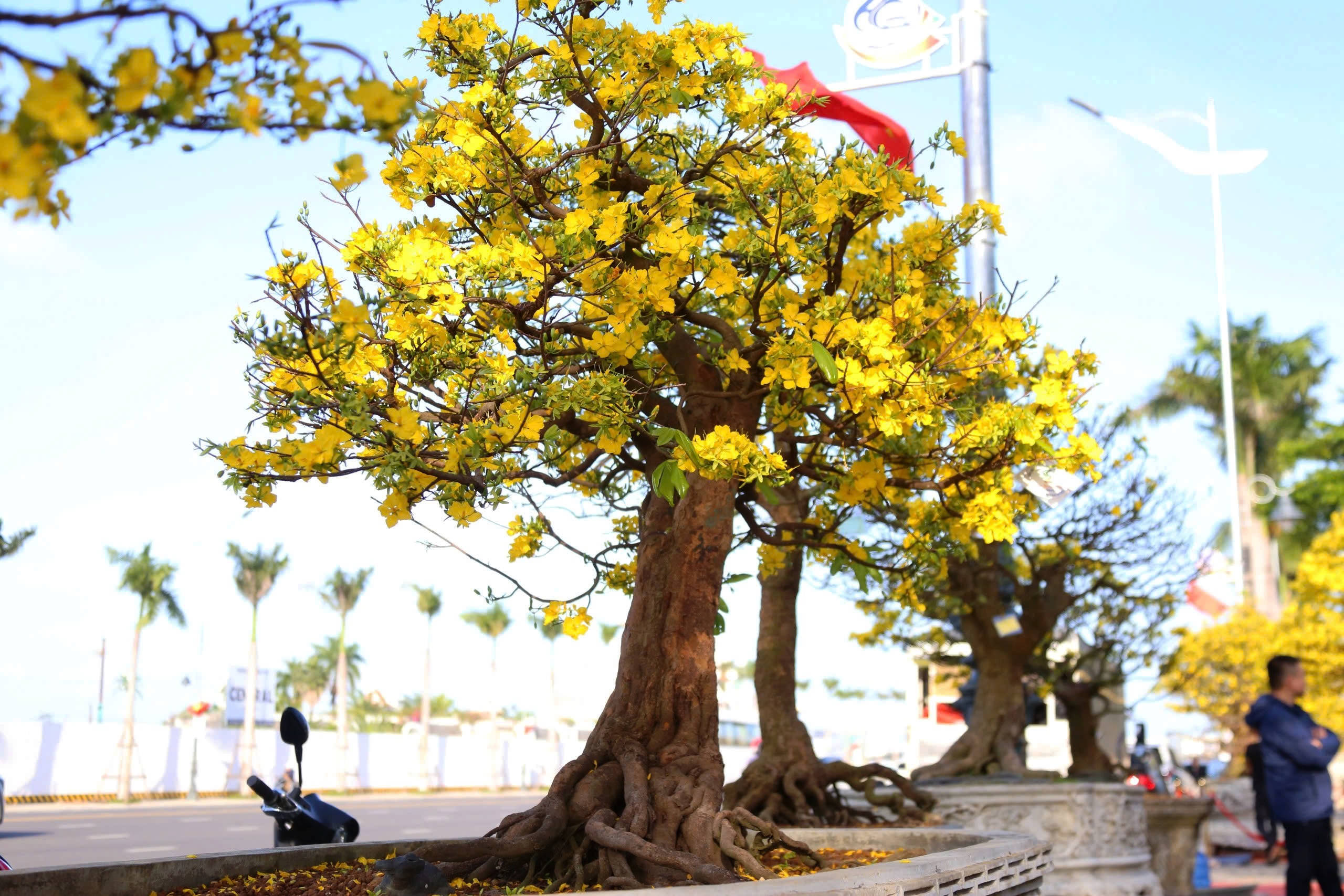 Gốc mai cổ thụ nửa tỉ đồng xuống phố, người mua kẻ b&aacute;n nhộn nhịp xuy&ecirc;n đ&ecirc;m- Ảnh 11.