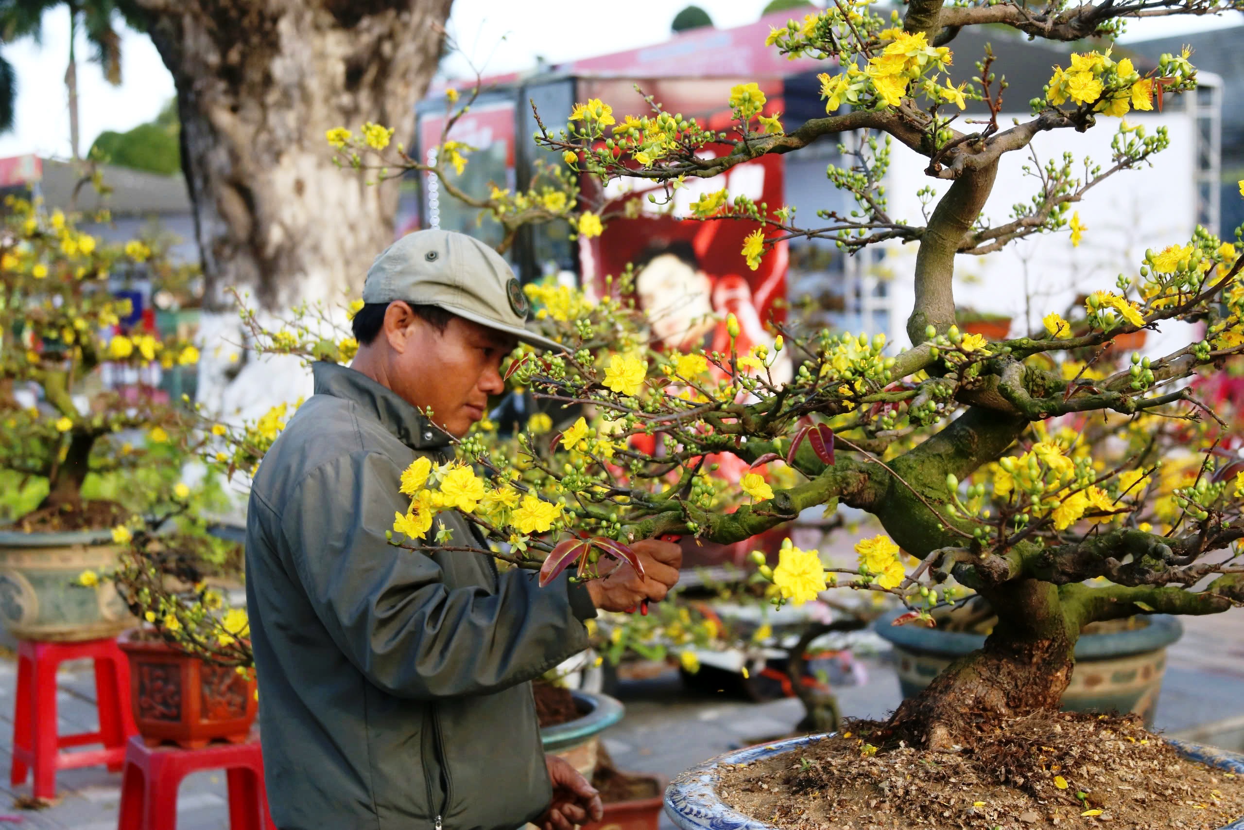 Gốc mai cổ thụ nửa tỉ đồng xuống phố, người mua kẻ b&aacute;n nhộn nhịp xuy&ecirc;n đ&ecirc;m- Ảnh 9.