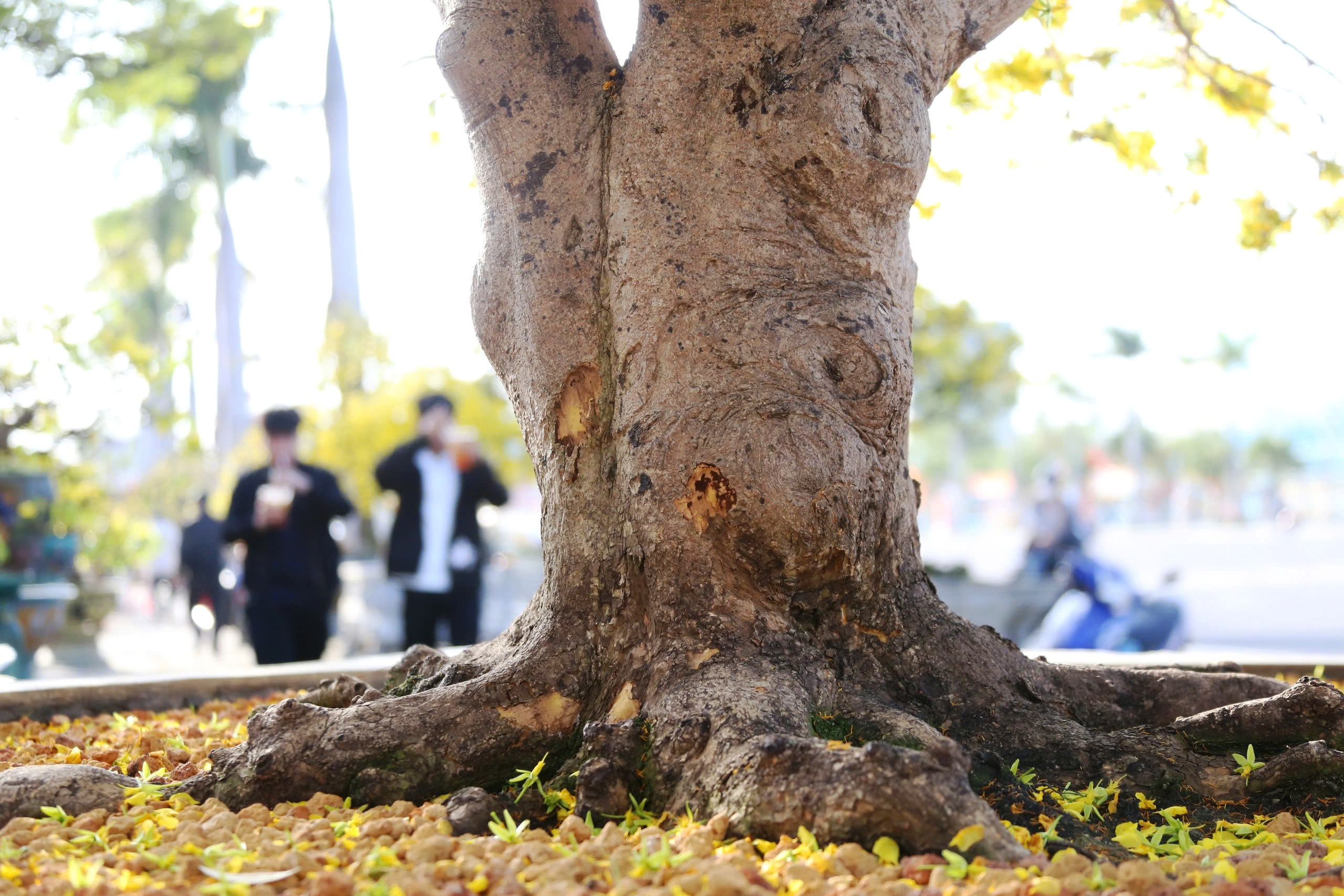 Gốc mai cổ thụ nửa tỉ đồng xuống phố, người mua kẻ b&aacute;n nhộn nhịp xuy&ecirc;n đ&ecirc;m- Ảnh 8.