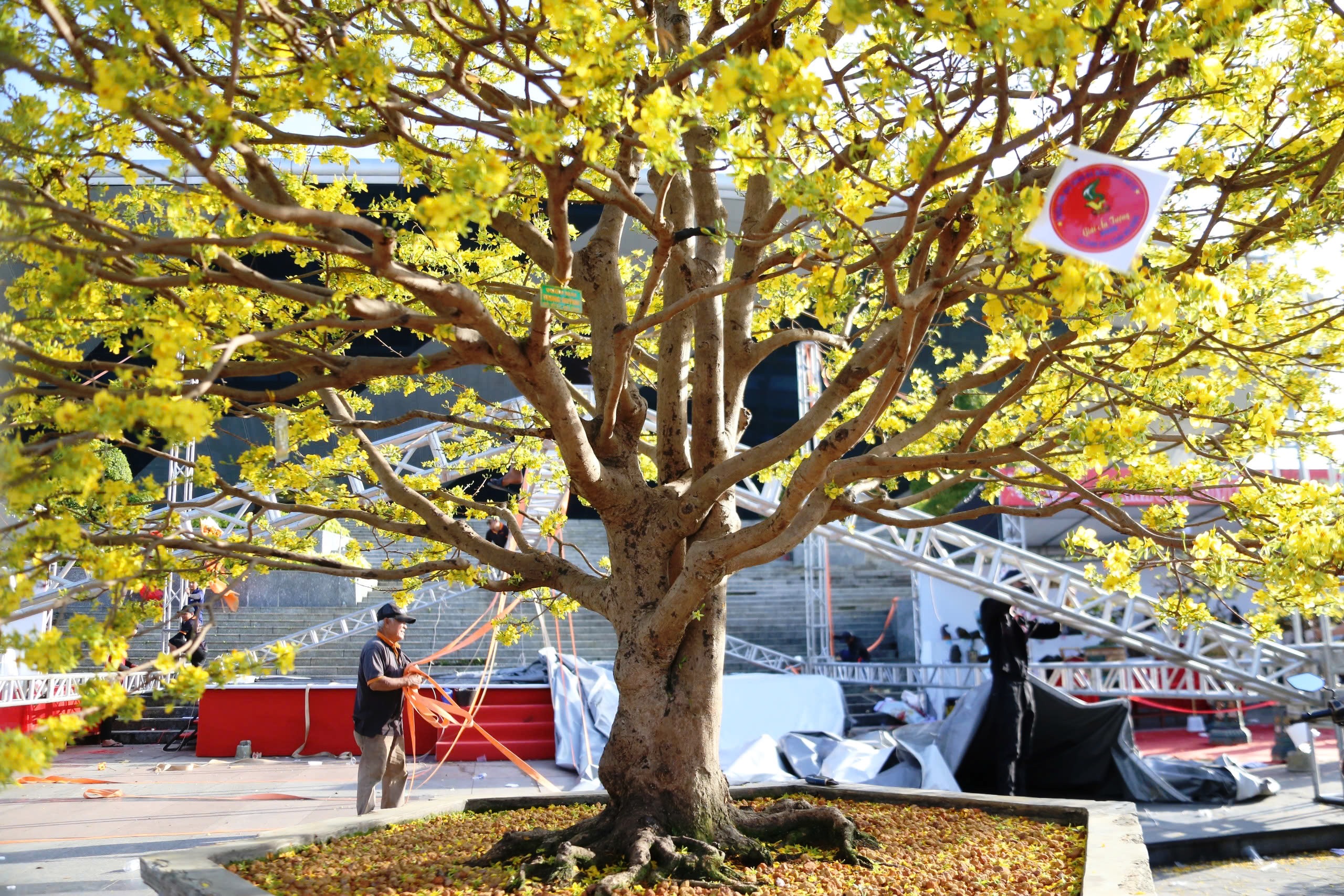 Gốc mai cổ thụ nửa tỉ đồng xuống phố, người mua kẻ b&aacute;n nhộn nhịp xuy&ecirc;n đ&ecirc;m- Ảnh 2.