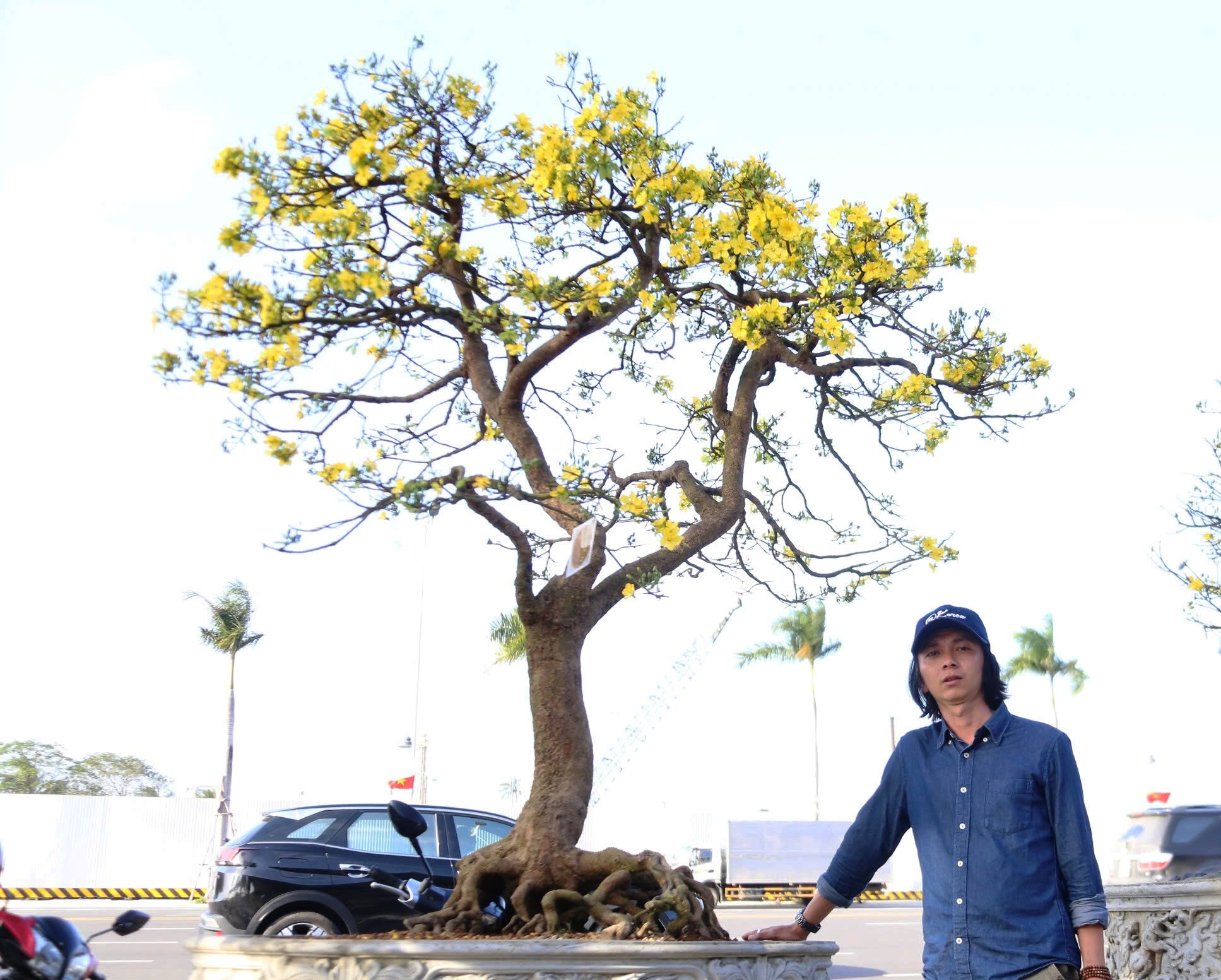 Gốc mai cổ thụ nửa tỉ đồng xuống phố, người mua kẻ b&aacute;n nhộn nhịp xuy&ecirc;n đ&ecirc;m- Ảnh 1.