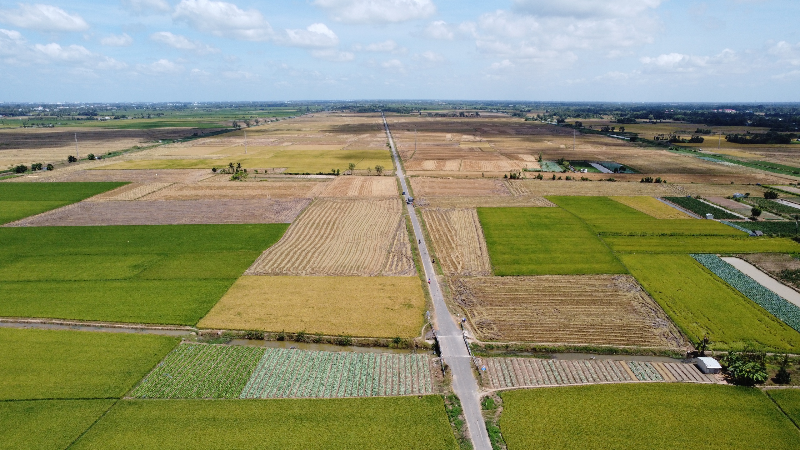 M&ugrave;a v&agrave;ng ST25 v&agrave; những buổi bắt chuột đồng rộn r&agrave;ng của trẻ em miền T&acirc;y - Ảnh 1.