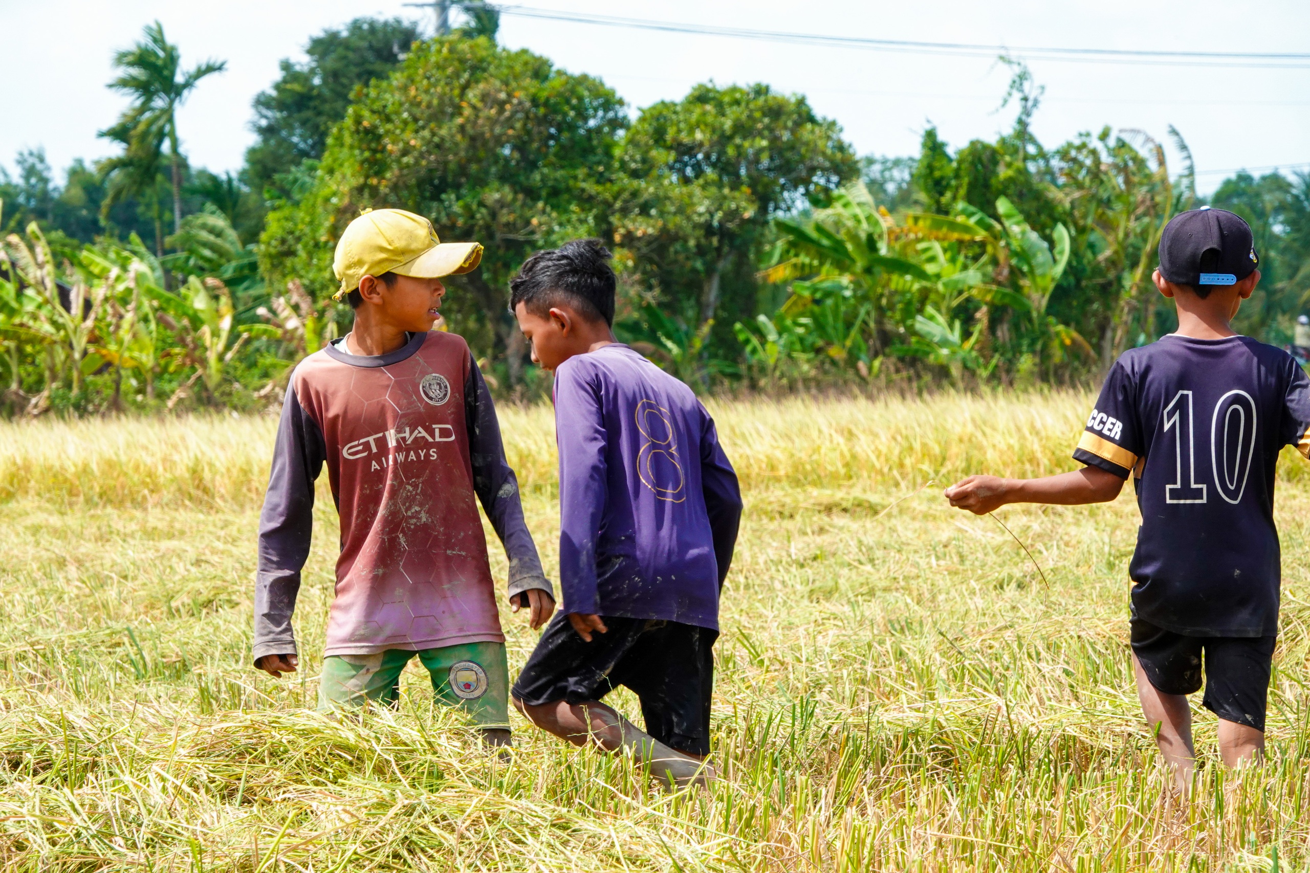 M&ugrave;a v&agrave;ng ST25 v&agrave; những buổi bắt chuột đồng rộn r&agrave;ng của trẻ em miền T&acirc;y - Ảnh 2.