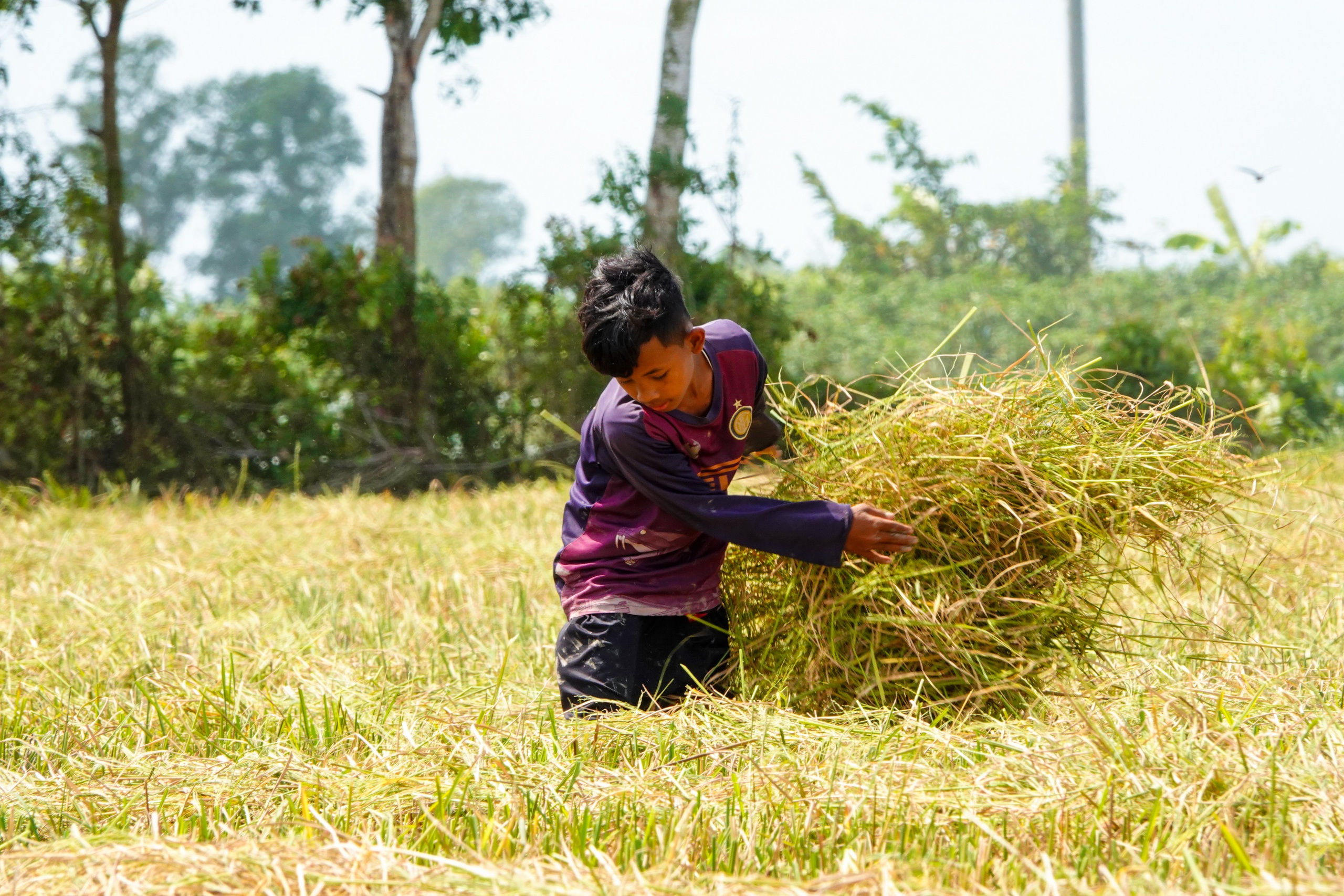 M&ugrave;a v&agrave;ng ST25 v&agrave; những buổi bắt chuột đồng rộn r&agrave;ng của trẻ em miền T&acirc;y - Ảnh 3.