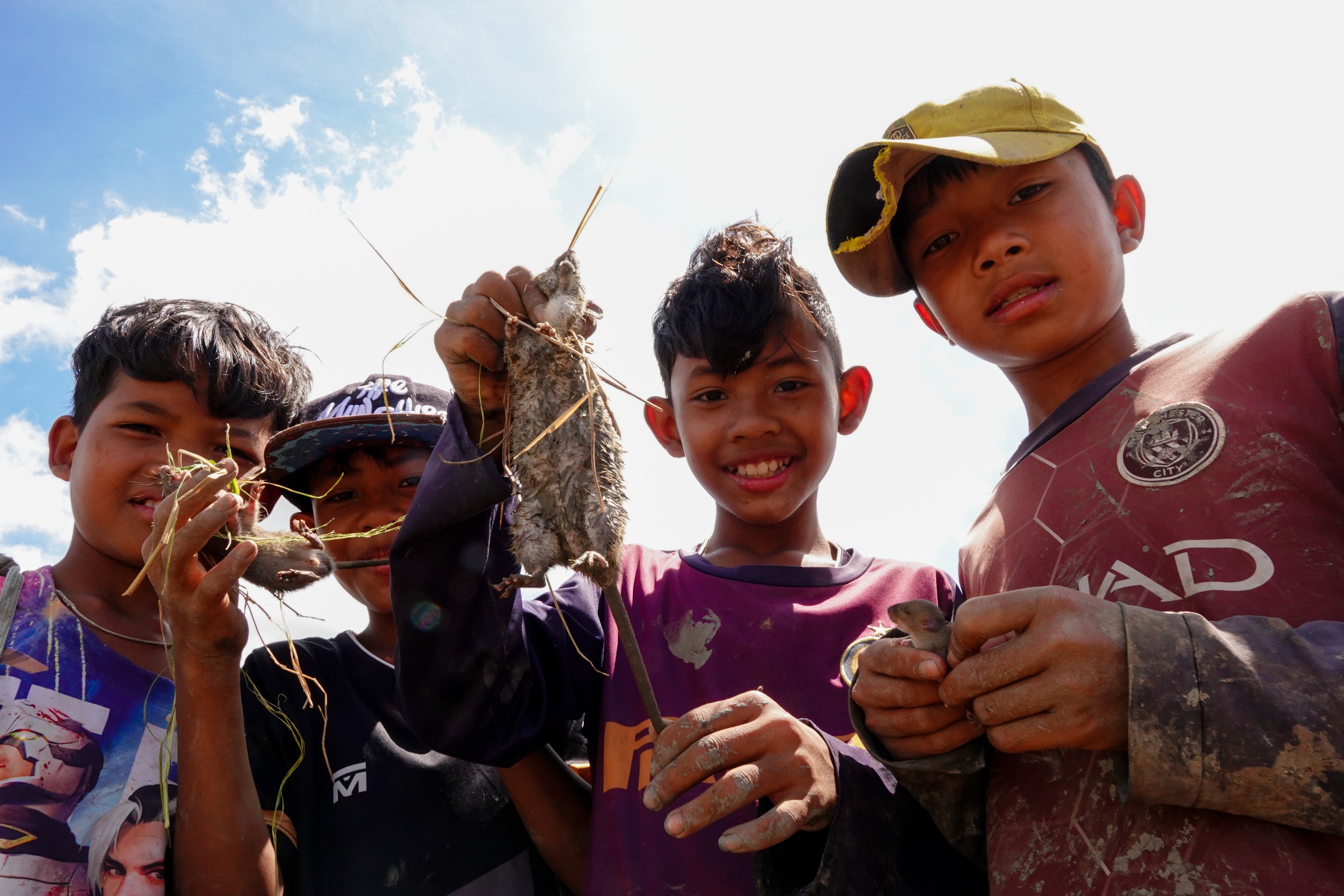 M&ugrave;a v&agrave;ng ST25 v&agrave; những buổi bắt chuột đồng rộn r&agrave;ng của trẻ em miền T&acirc;y - Ảnh 5.