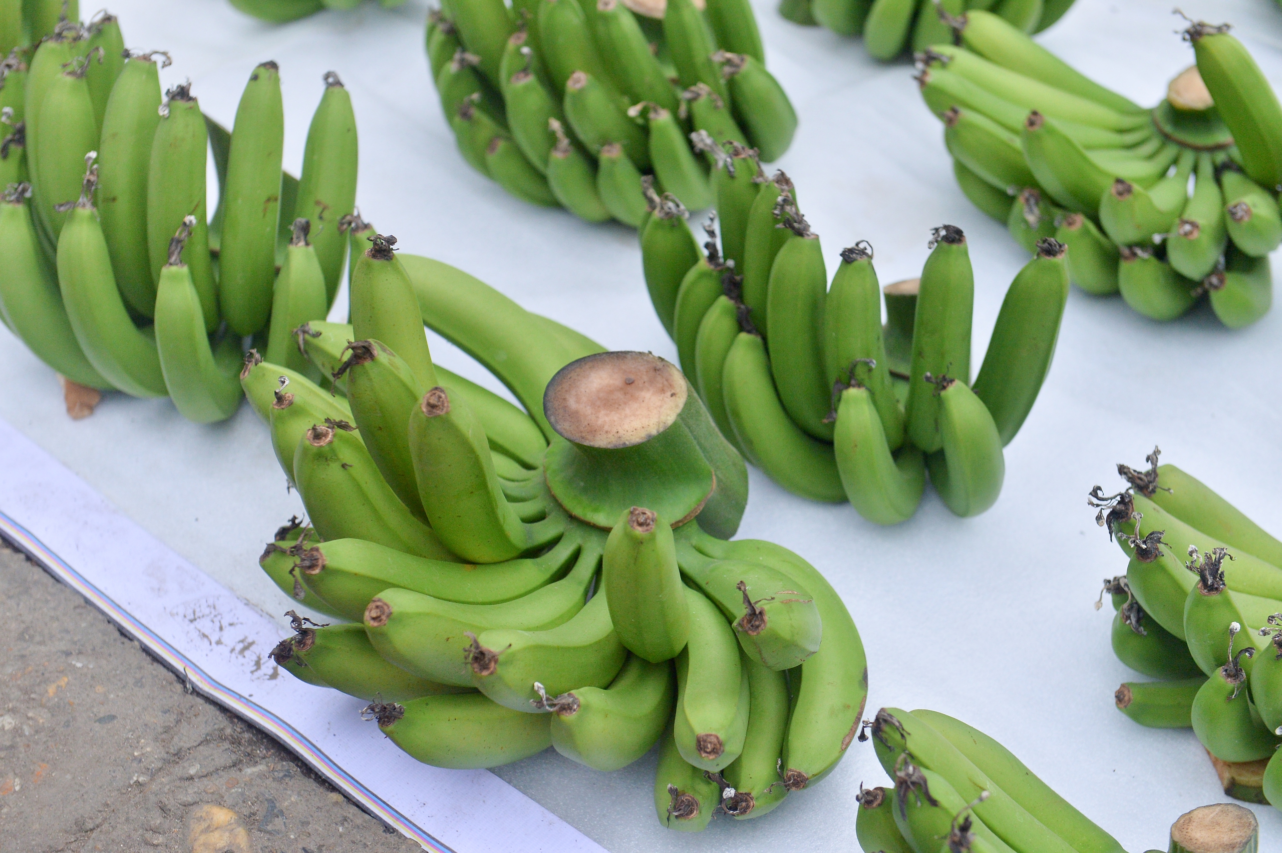 Chuối xanh v&agrave;i trăm ngh&igrave;n một nải, tiểu thương găm h&agrave;ng chờ kh&aacute;ch VIP 'chốt đơn'- Ảnh 5.